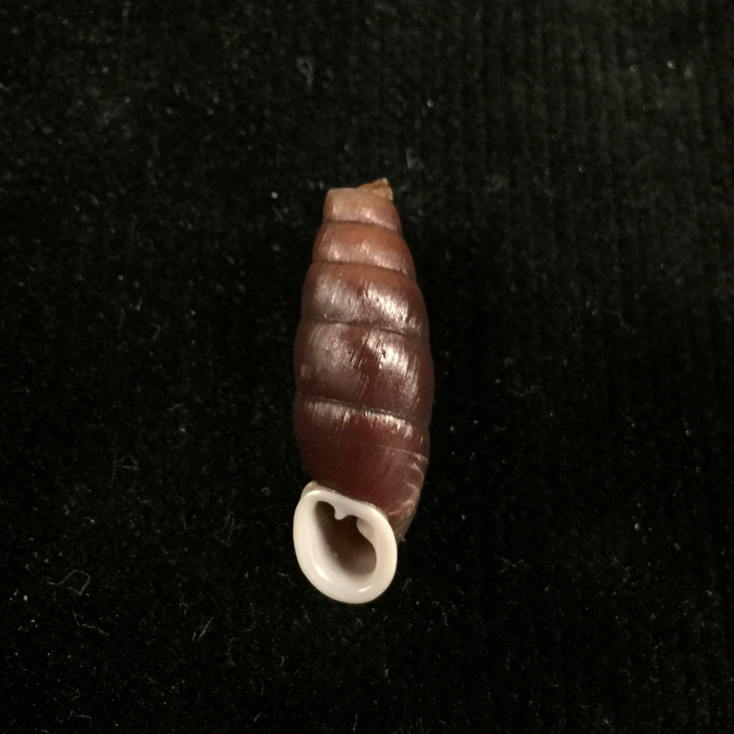 Liparophaedusa auregani (Bavay & Dautzenberg, 1904) - 24,4mm