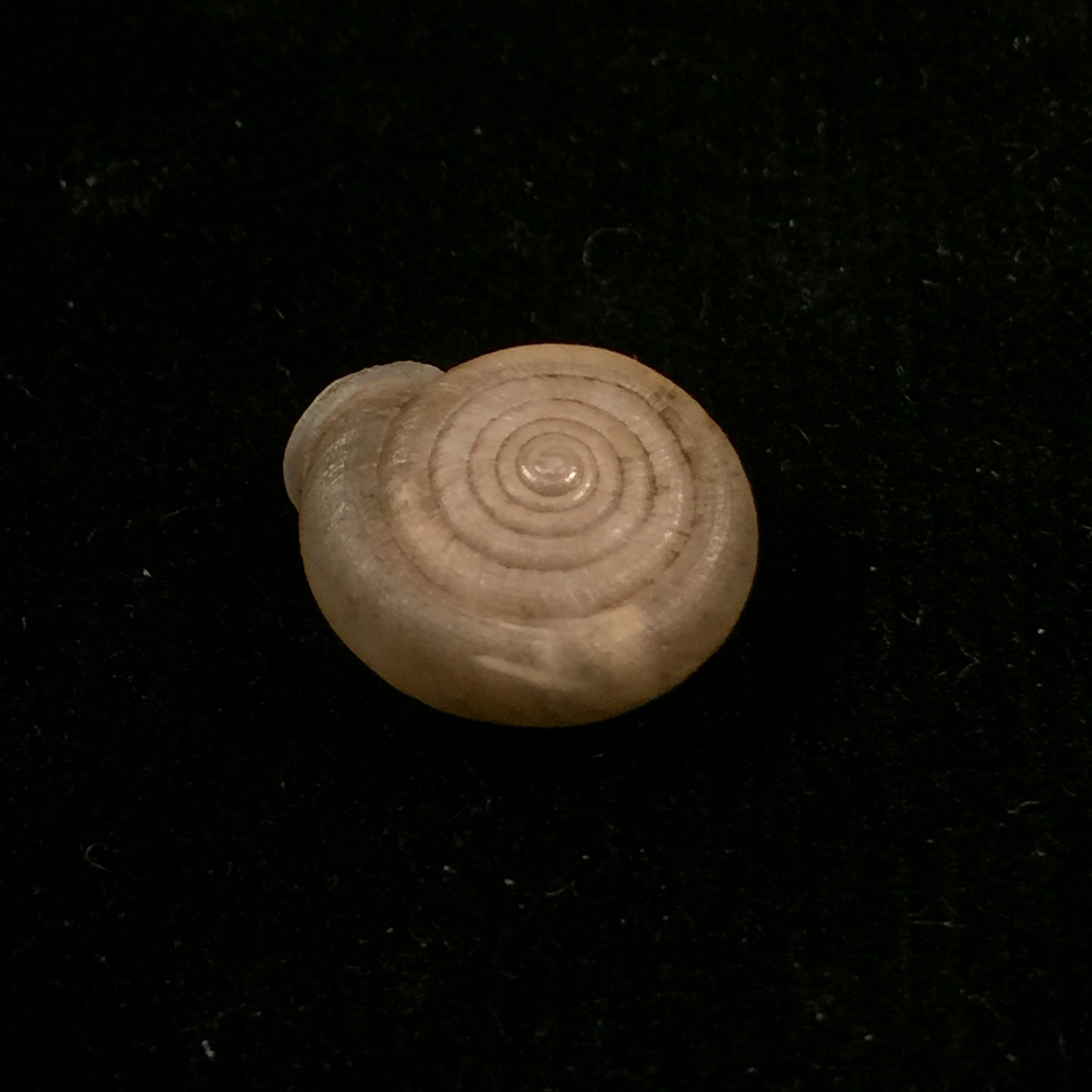 Gudeodiscus phlyarius phlyarius (Mabille, 1887) - 15,8mm