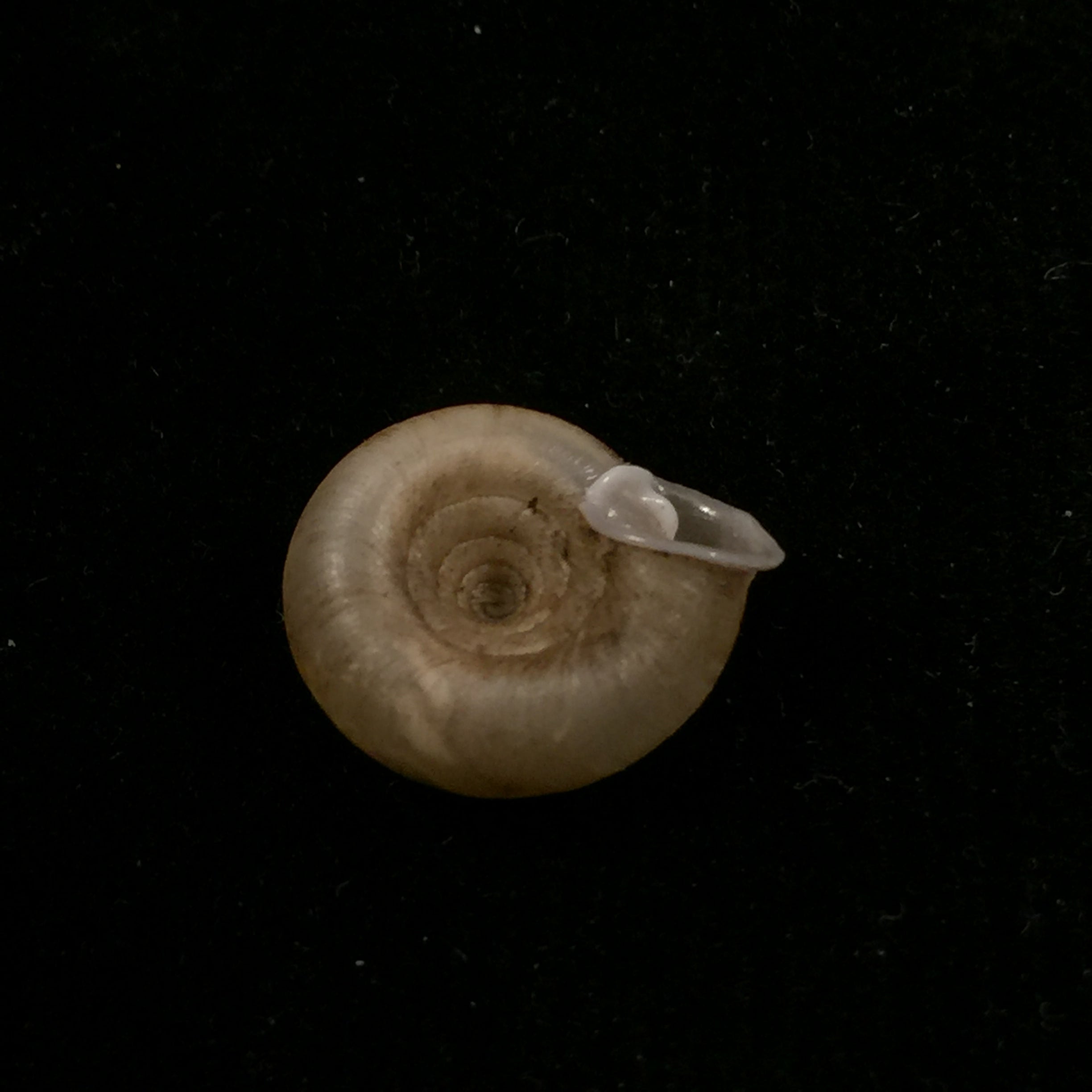 Gudeodiscus phlyarius phlyarius (Mabille, 1887) - 15,8mm