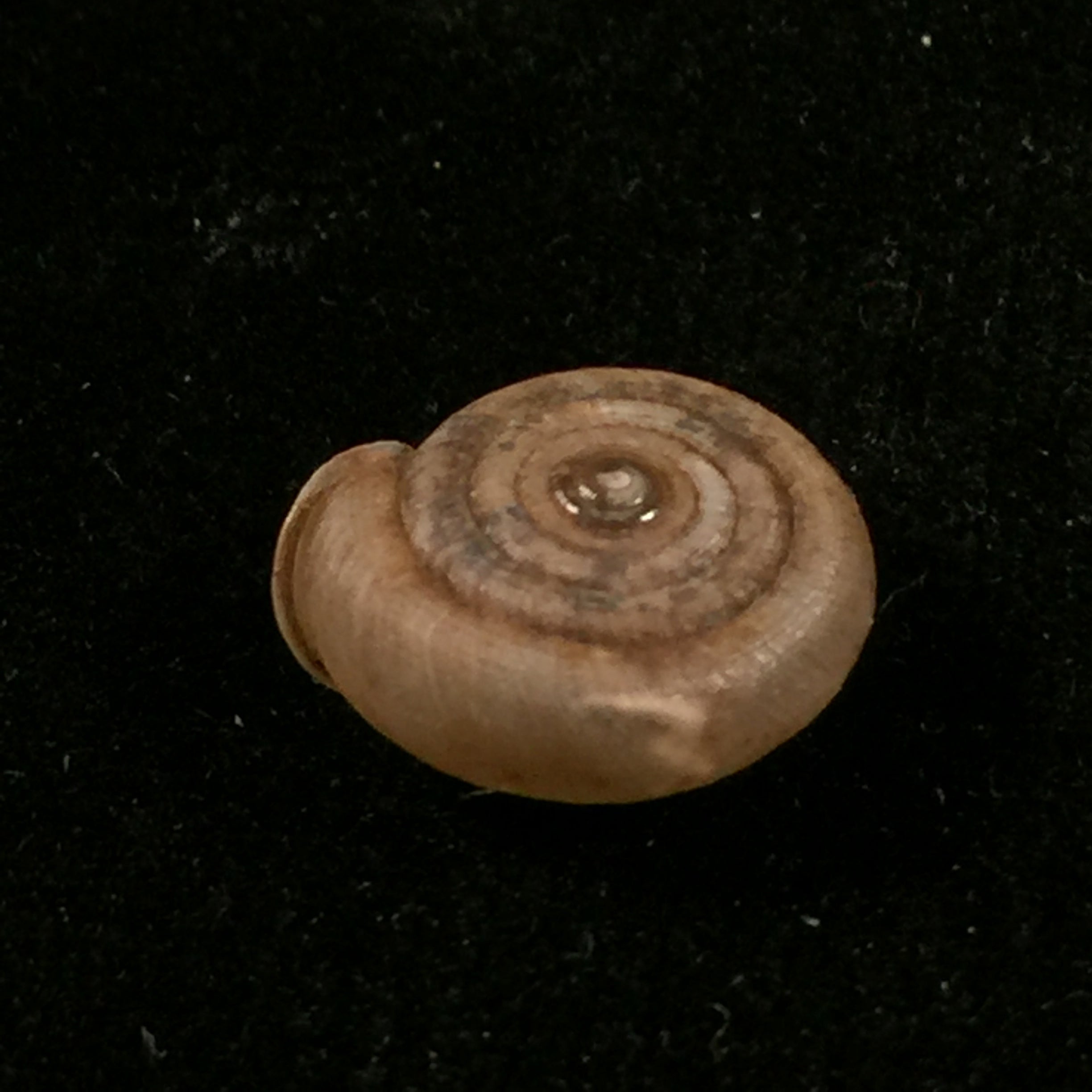 Gudeodiscus phlyarius phlyarius (Mabille, 1887) - 14,8mm