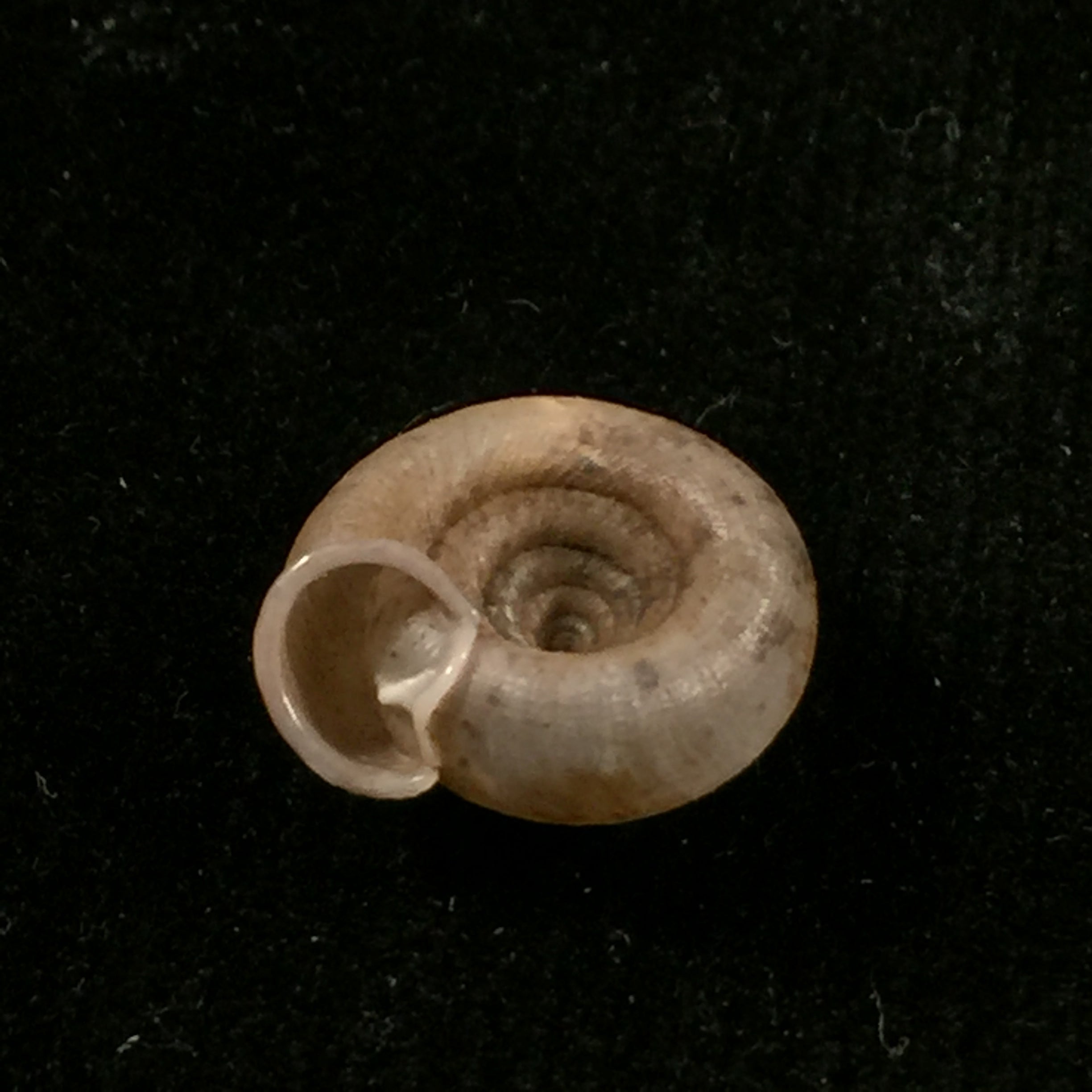 Gudeodiscus phlyarius phlyarius (Mabille, 1887) - 14,8mm