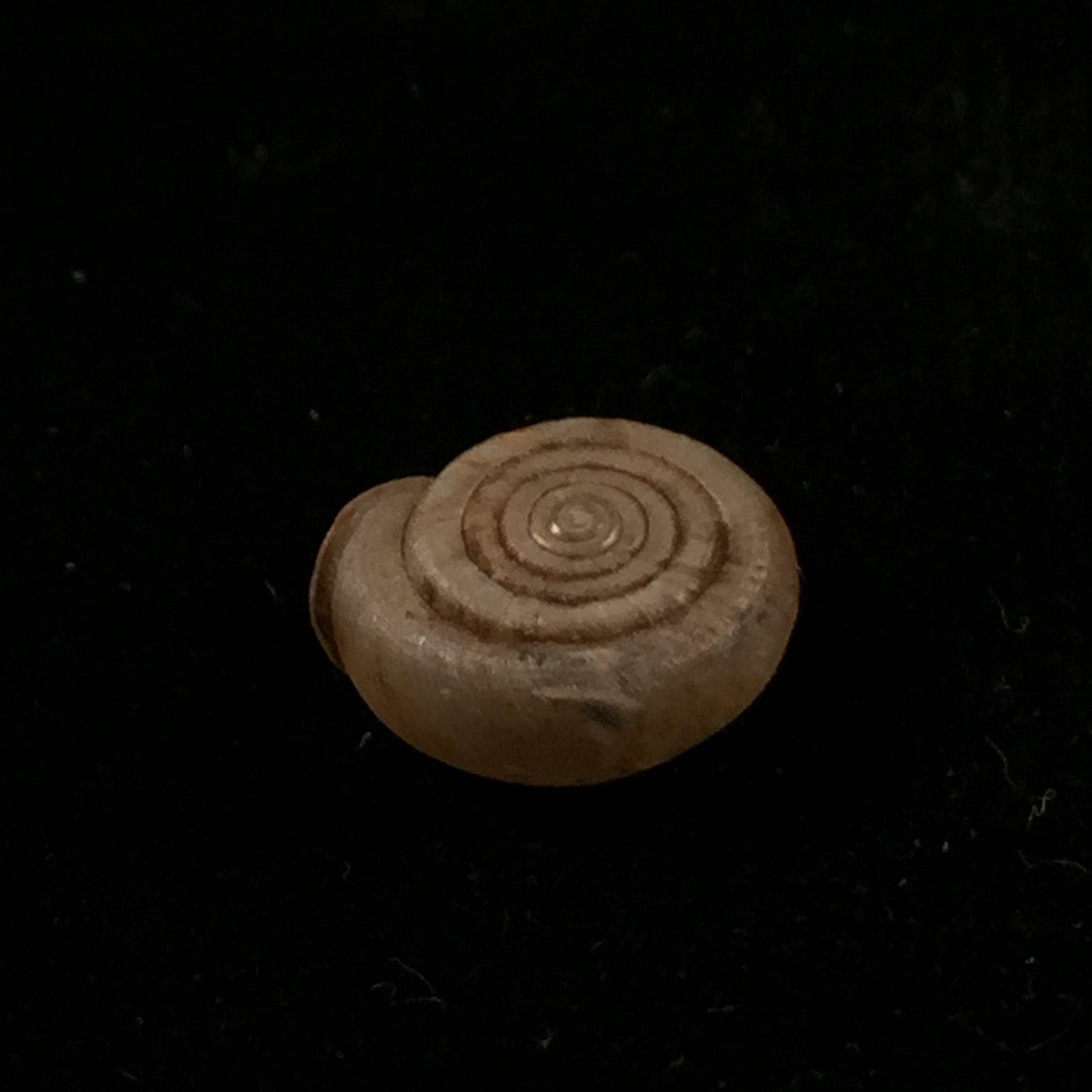 Gudeodiscus phlyarius phlyarius (Mabille, 1887) - 14,2mm