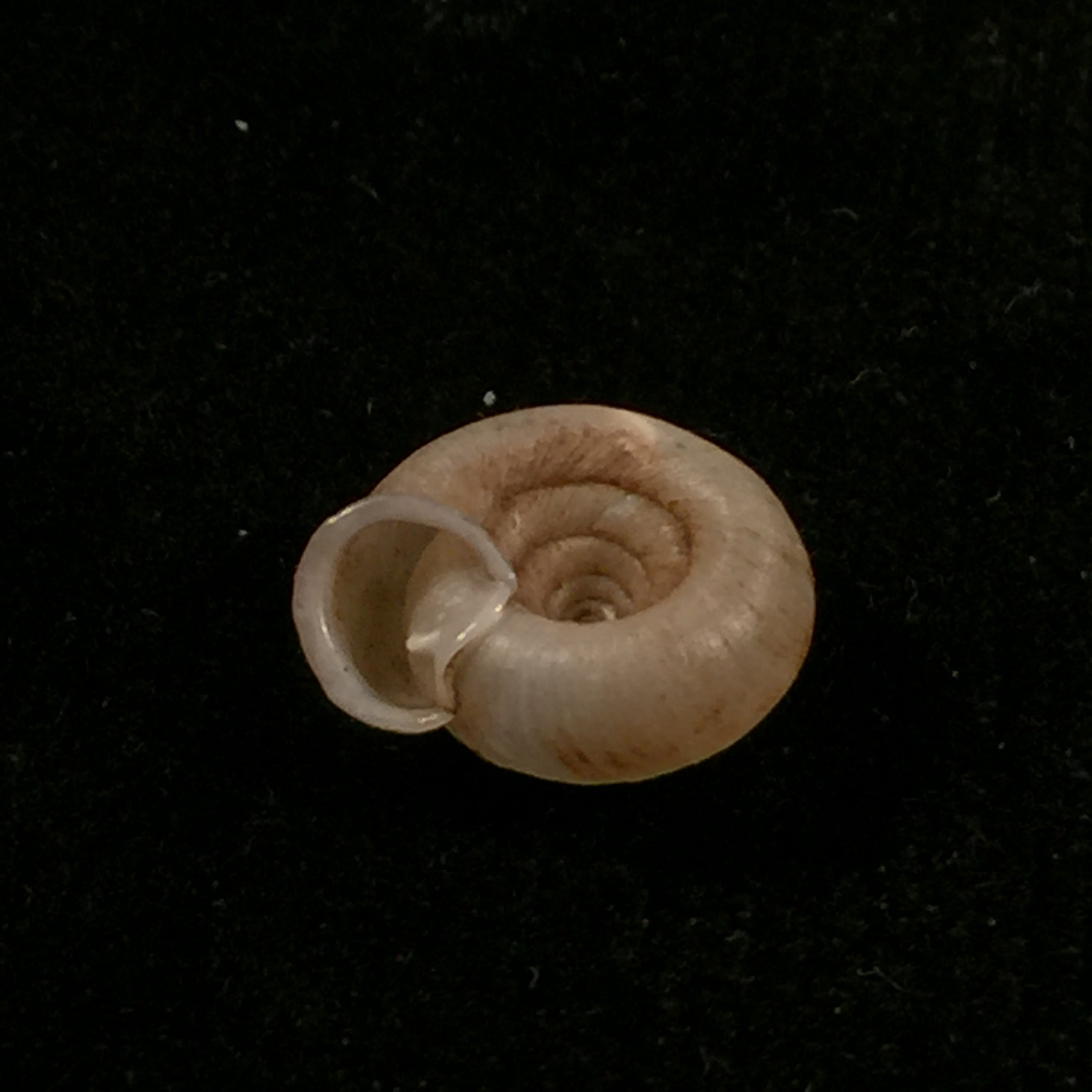 Gudeodiscus phlyarius phlyarius (Mabille, 1887) - 14,2mm