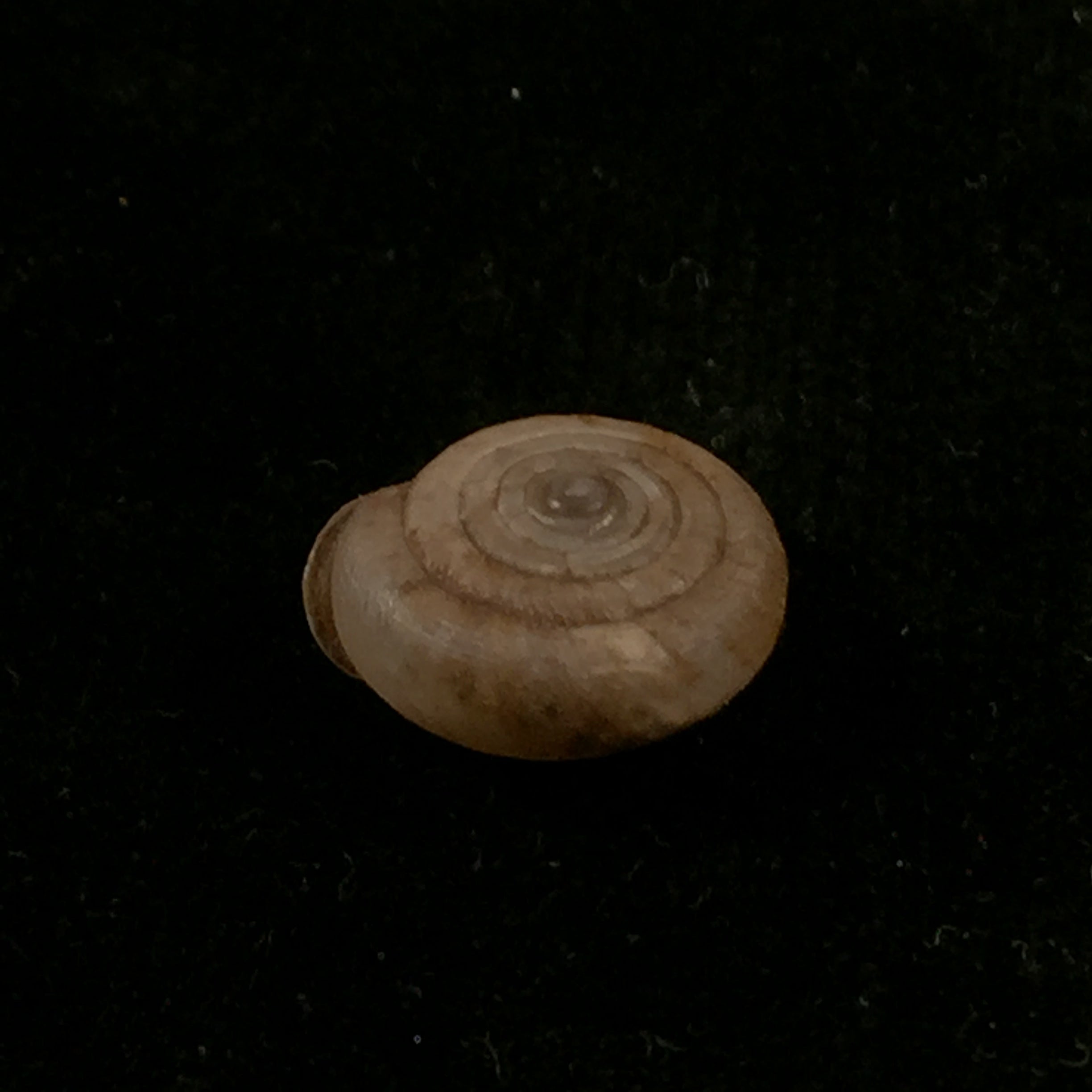 Gudeodiscus phlyarius phlyarius (Mabille, 1887) - 14,8mm