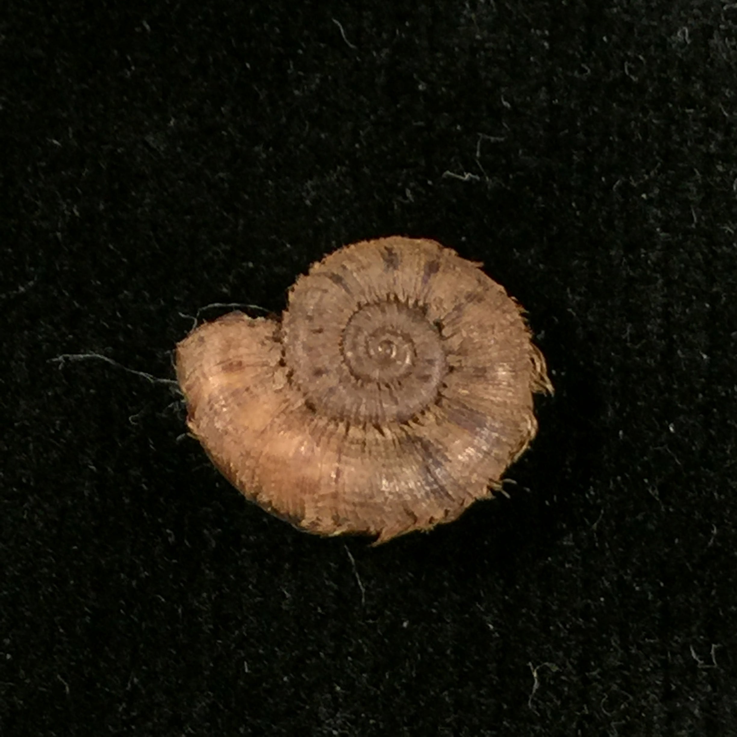 Scabrina laciniata (Heude, 1885) - 12 毫米