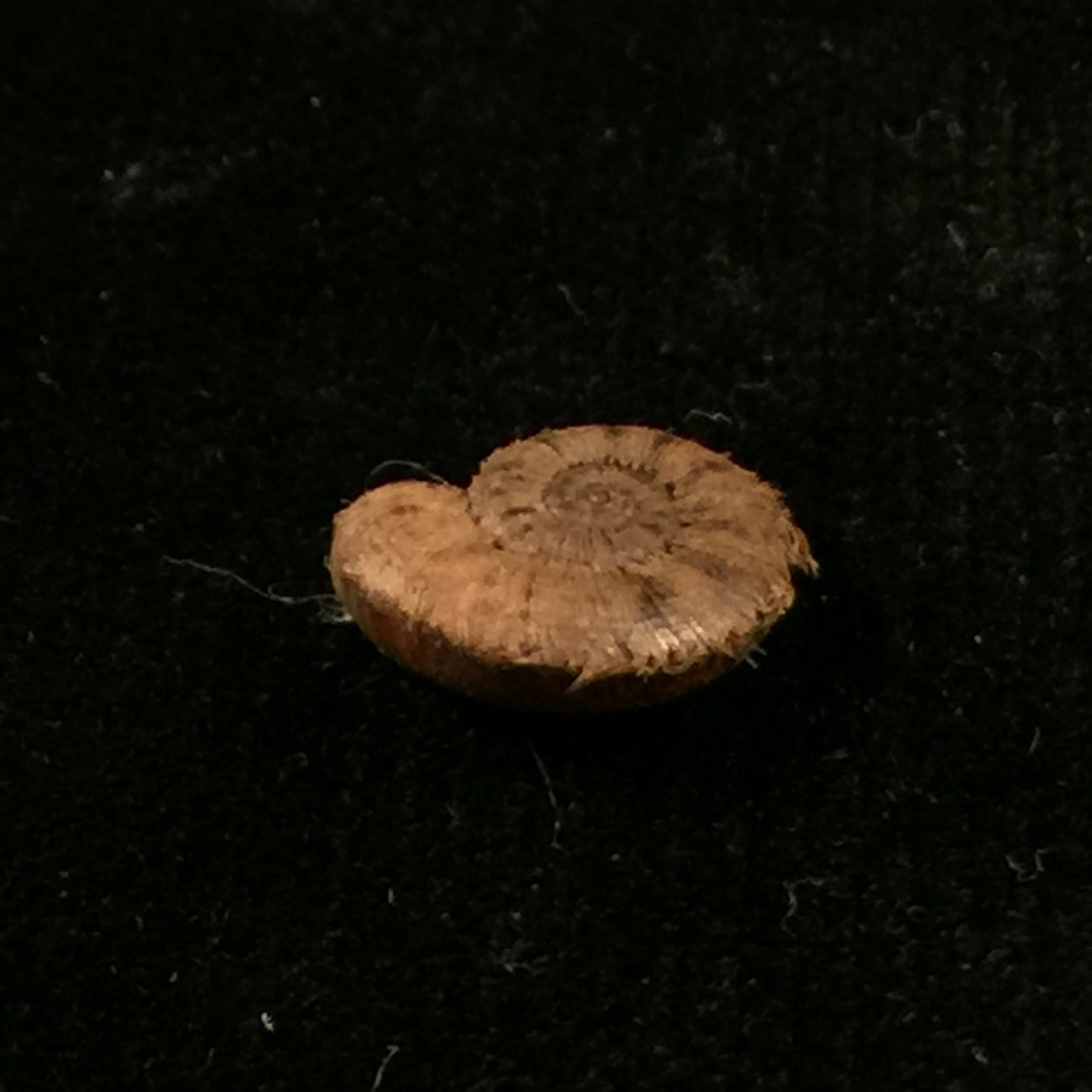 Scabrina laciniata (Heude, 1885) - 12 毫米