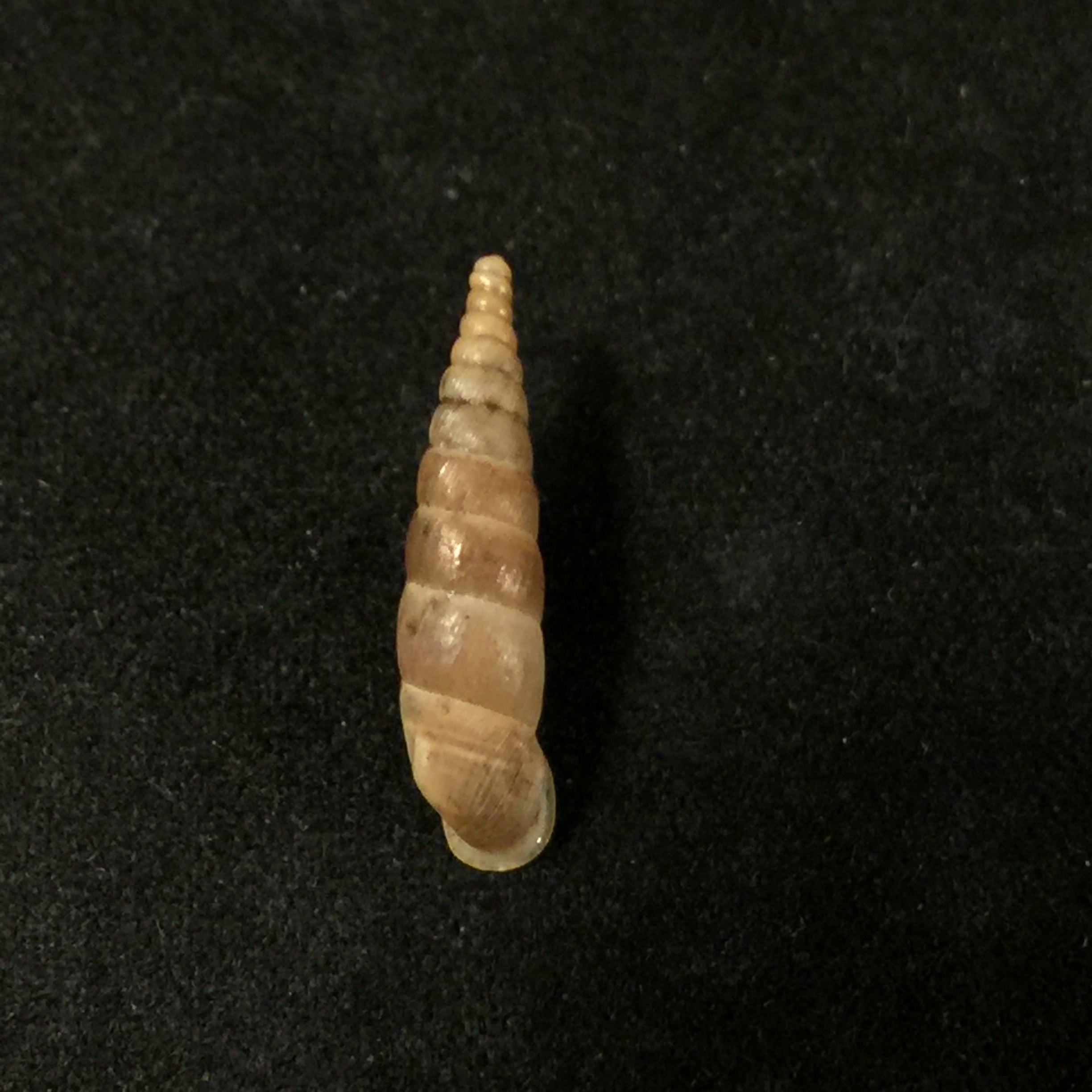 Montenegrina kastoriae kastoriae Nordsieck, 1972 - 17,9mm