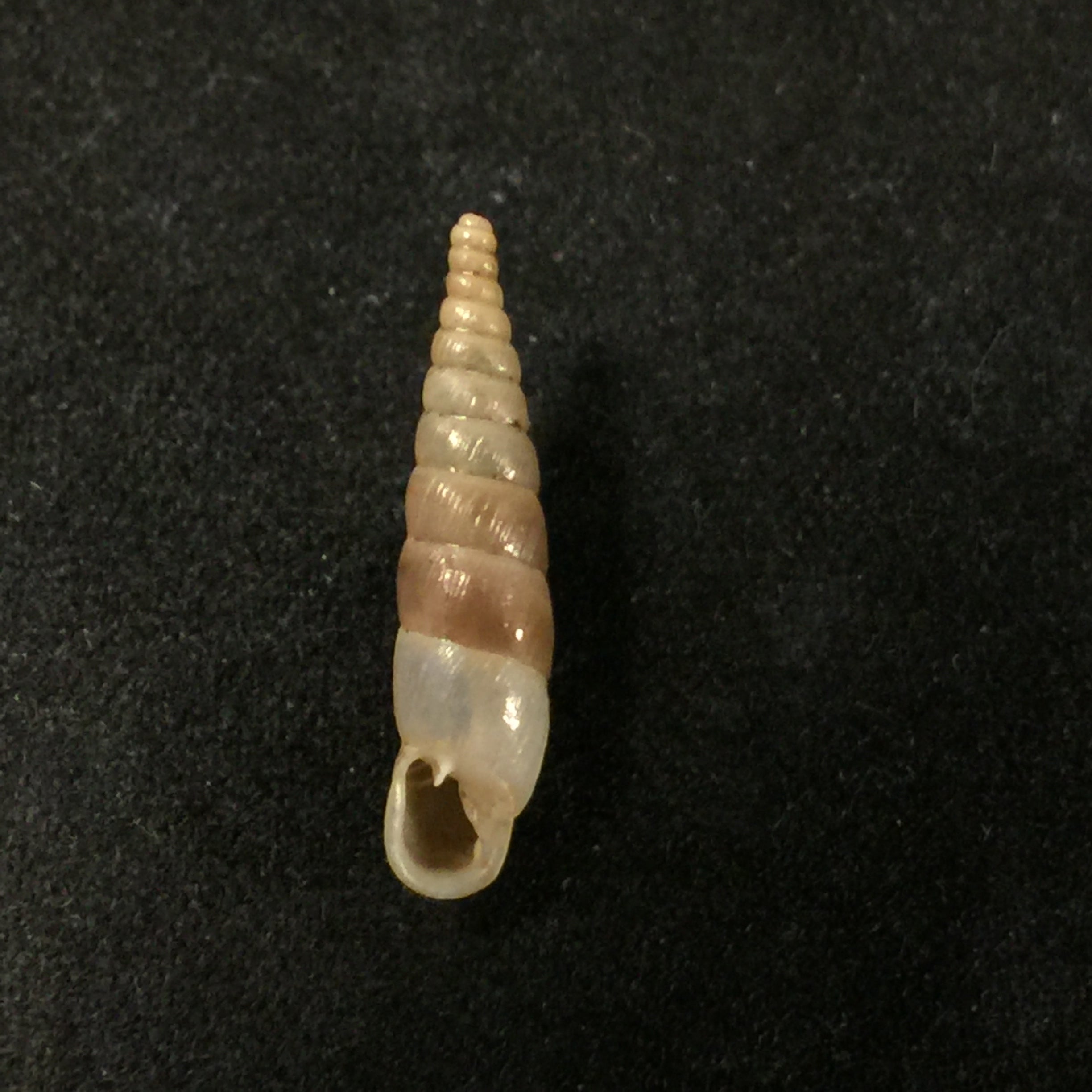 Montenegrina kastoriae kastoriae Nordsieck, 1972 - 17,9mm