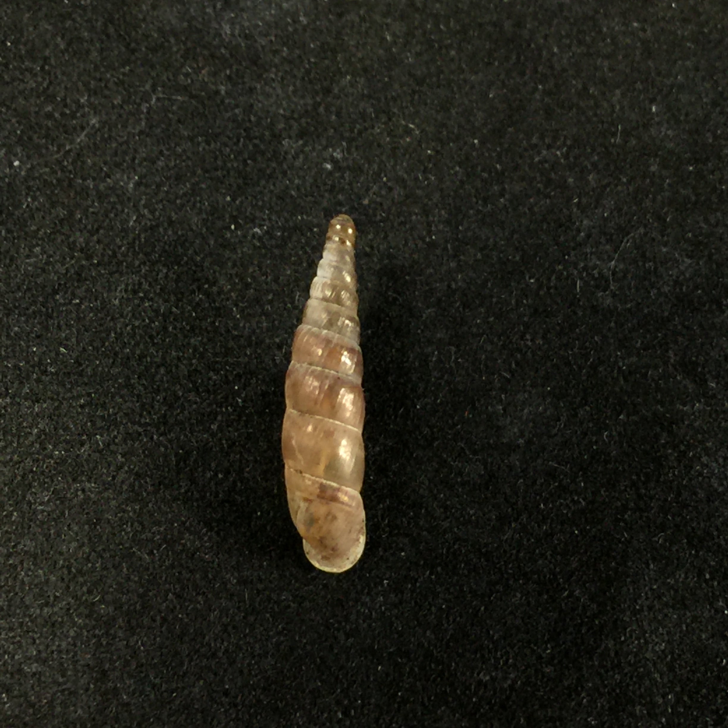 Montenegrina kastoriae prespaensis Nordsieck, 1988 - 16,3mm