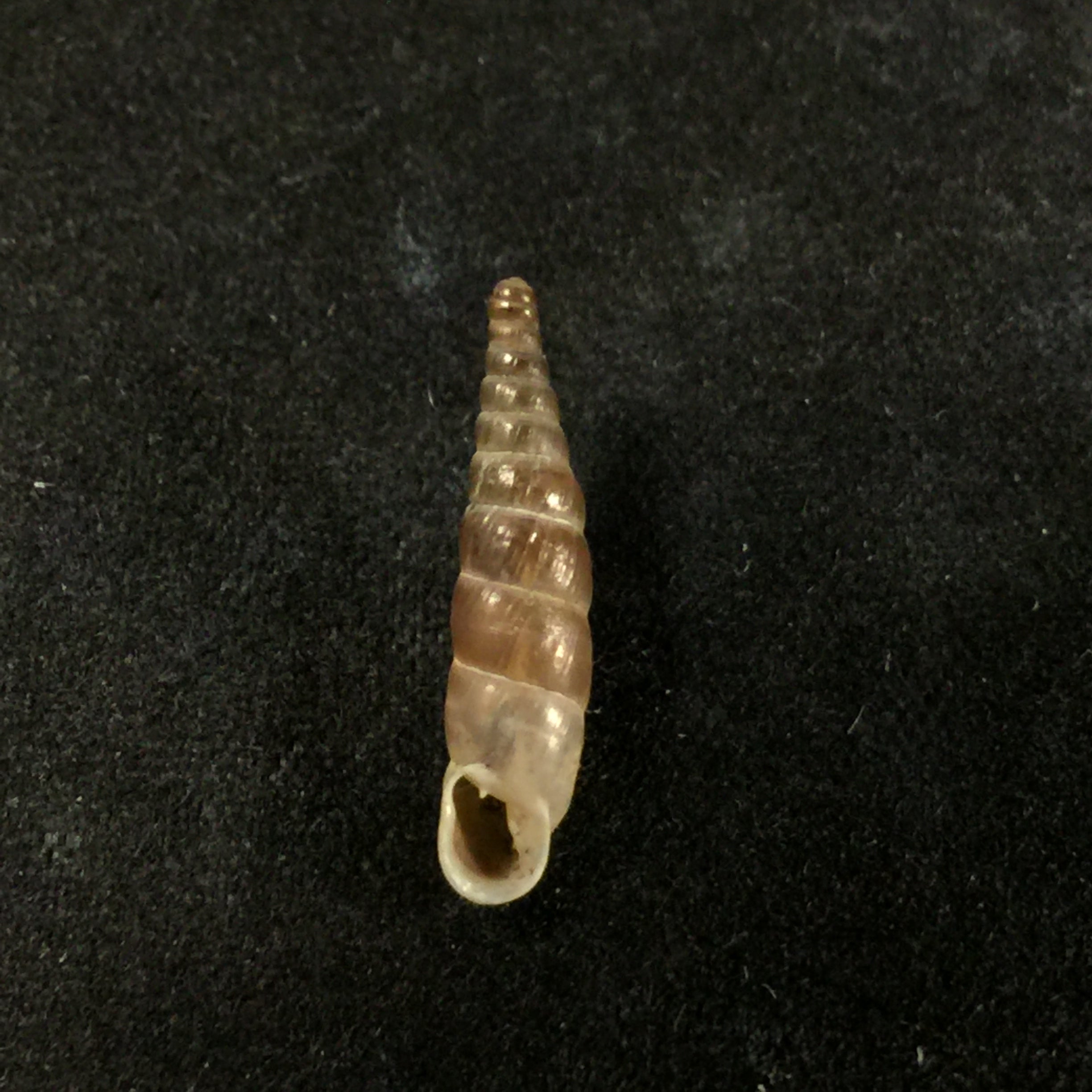 Montenegrina kastoriae prespaensis Nordsieck, 1988 - 16,3mm