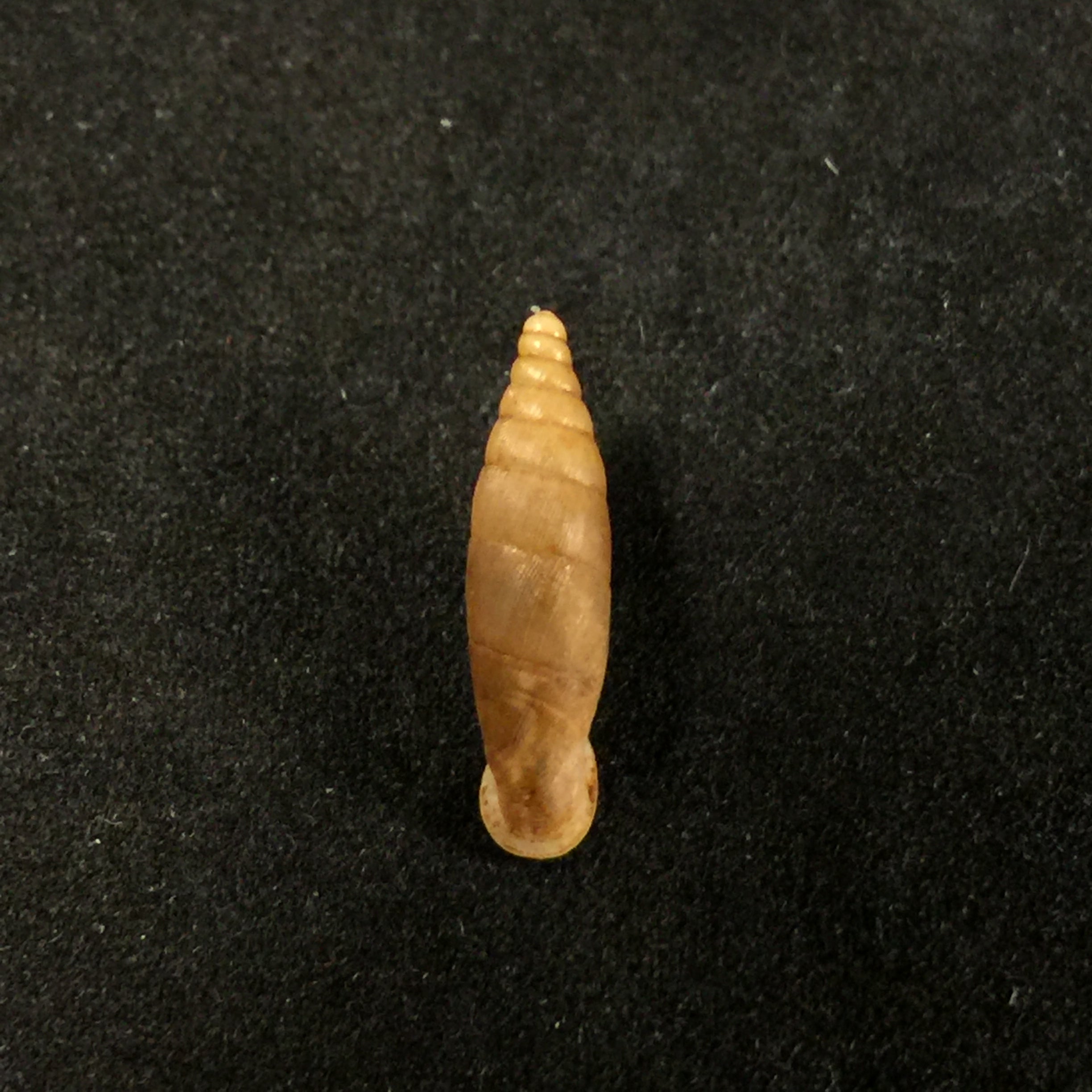 Isabellaria almae almae (O. Boettger, 1889) - 15,2mm