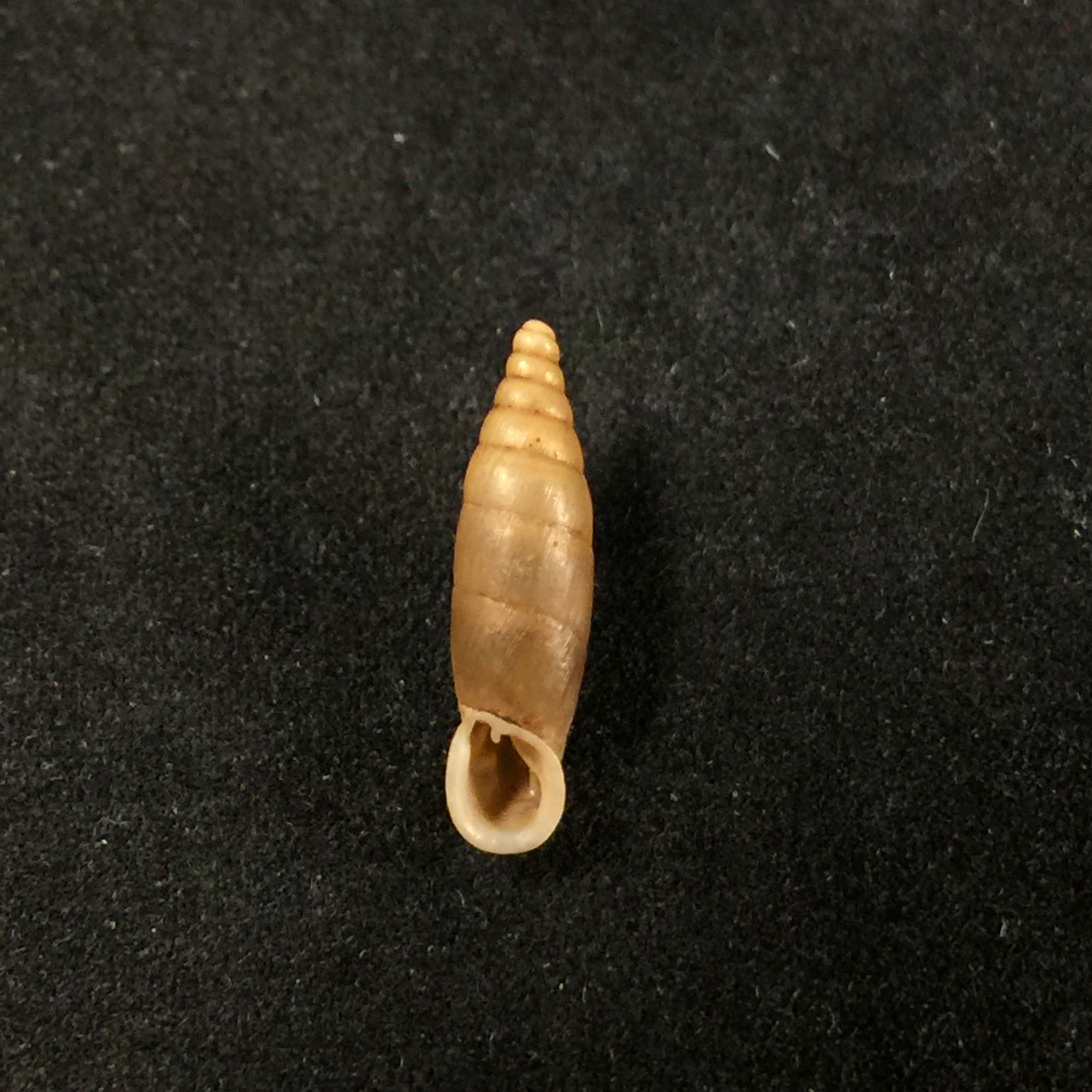 Isabellaria almae almae (O. Boettger, 1889) - 15,2mm