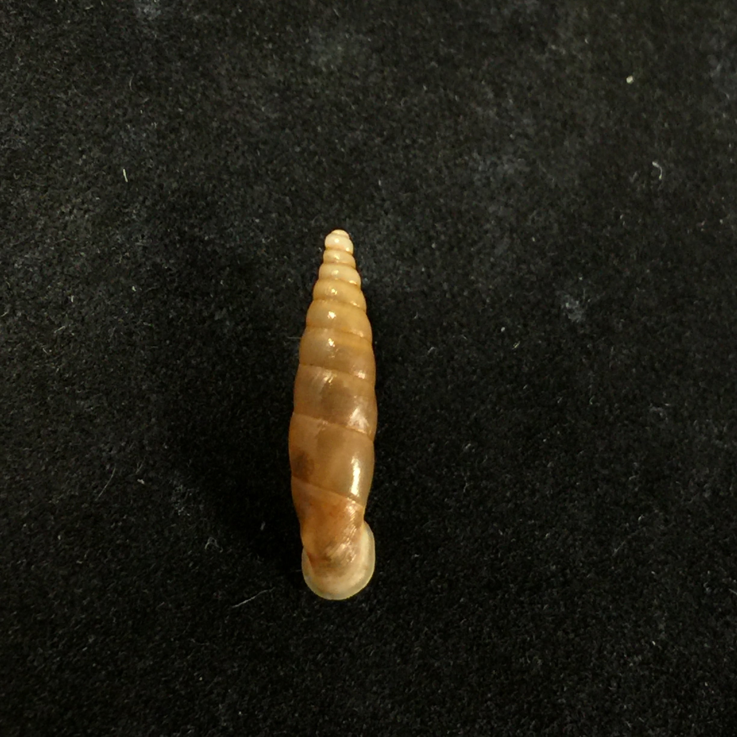 Isabellaria Thermopylarum triodos H. Nordsieck, 1974 - 16,9毫米