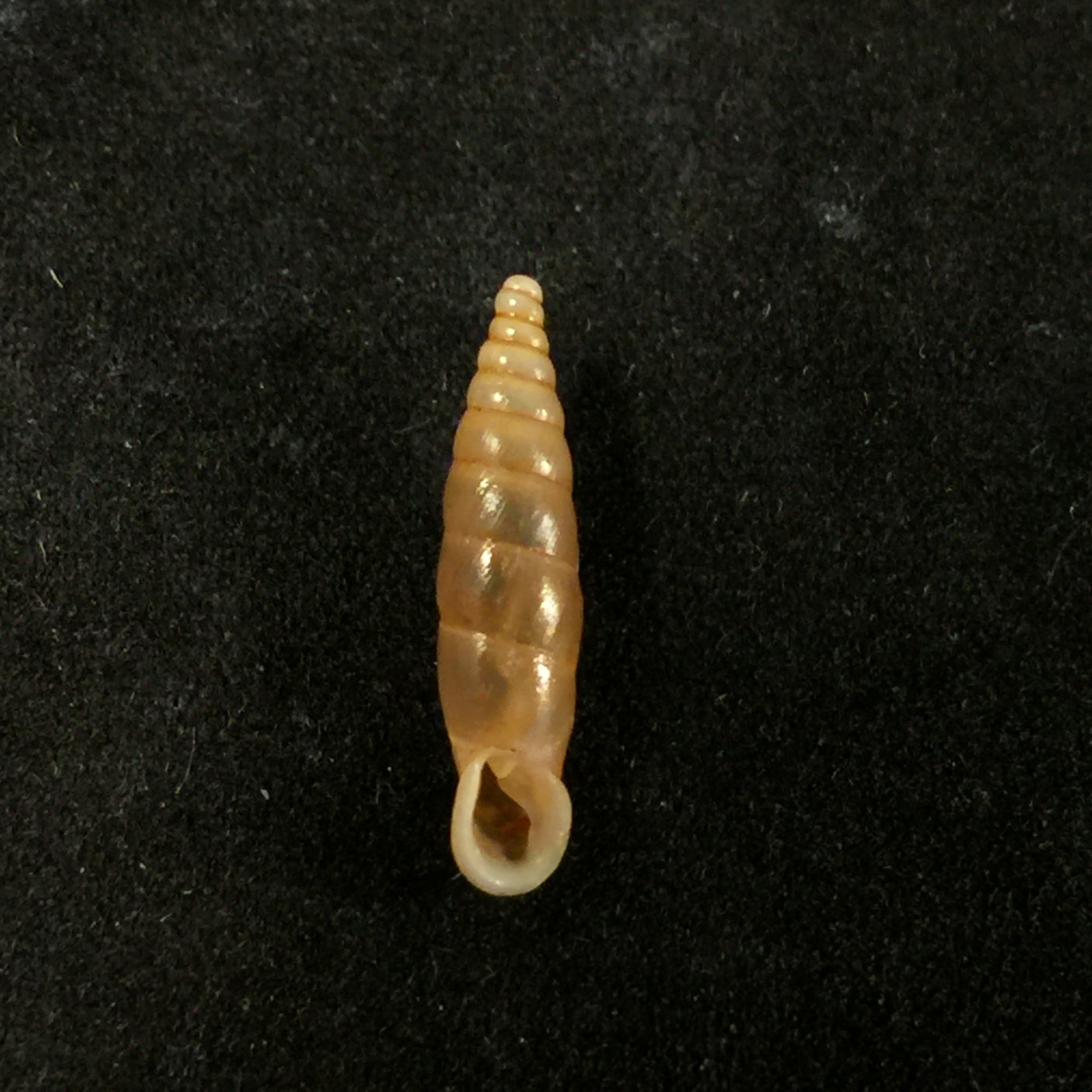 Isabellaria Thermopylarum triodos H. Nordsieck, 1974 - 16,9毫米
