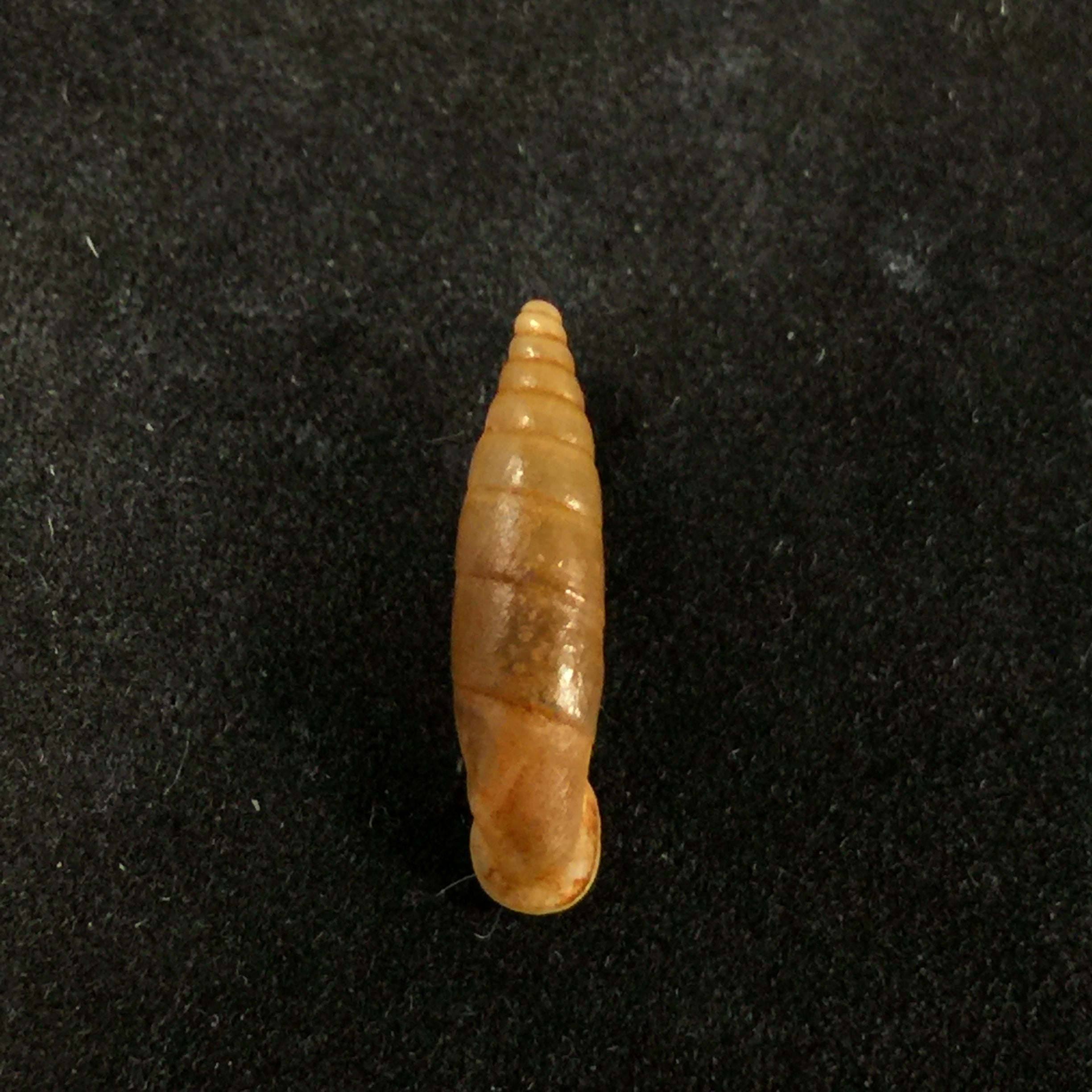 Isabellaria Thermopylarum triodos H. Nordsieck, 1974 - 16,1毫米
