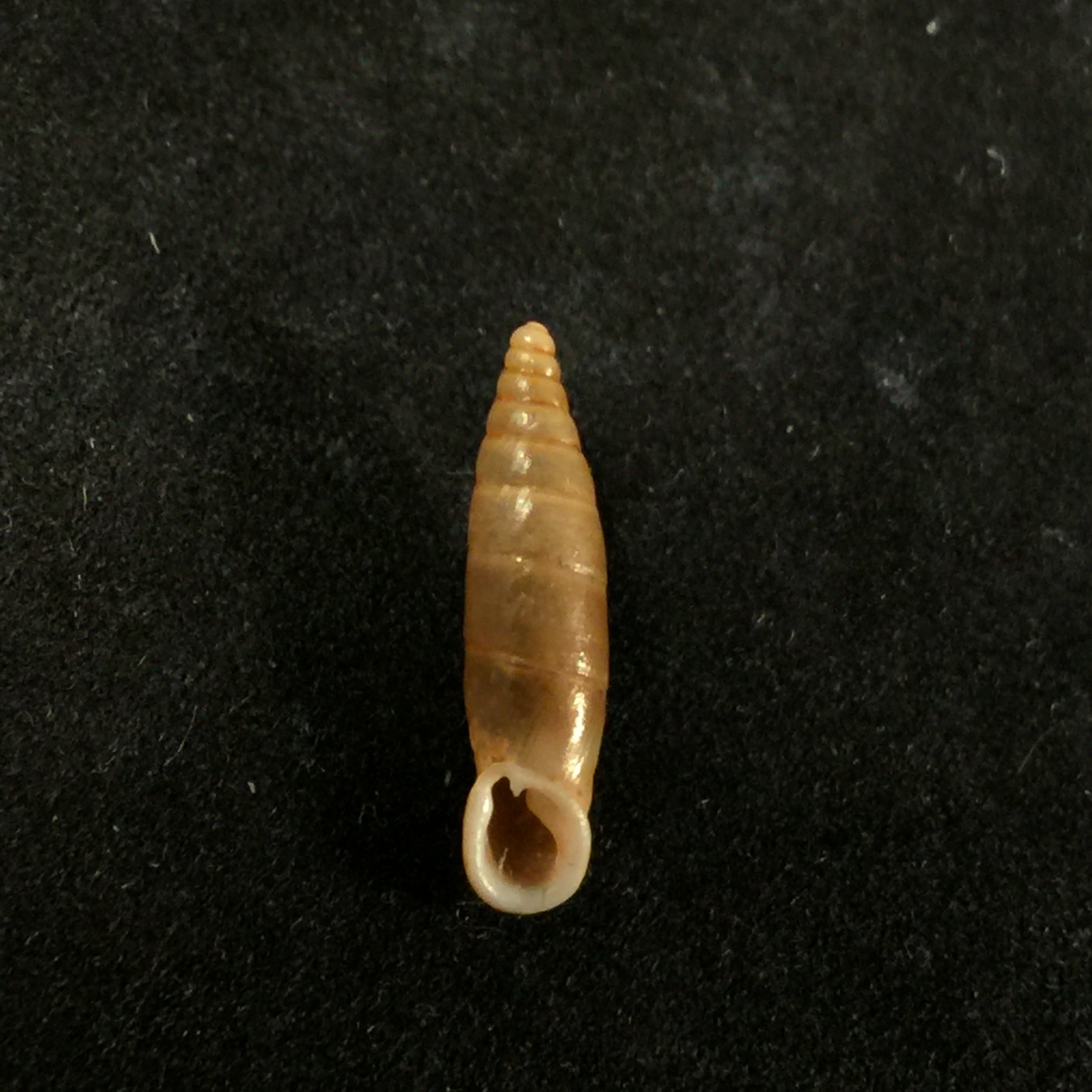 Isabellaria Thermopylarum triodos H. Nordsieck, 1974 - 16,1毫米