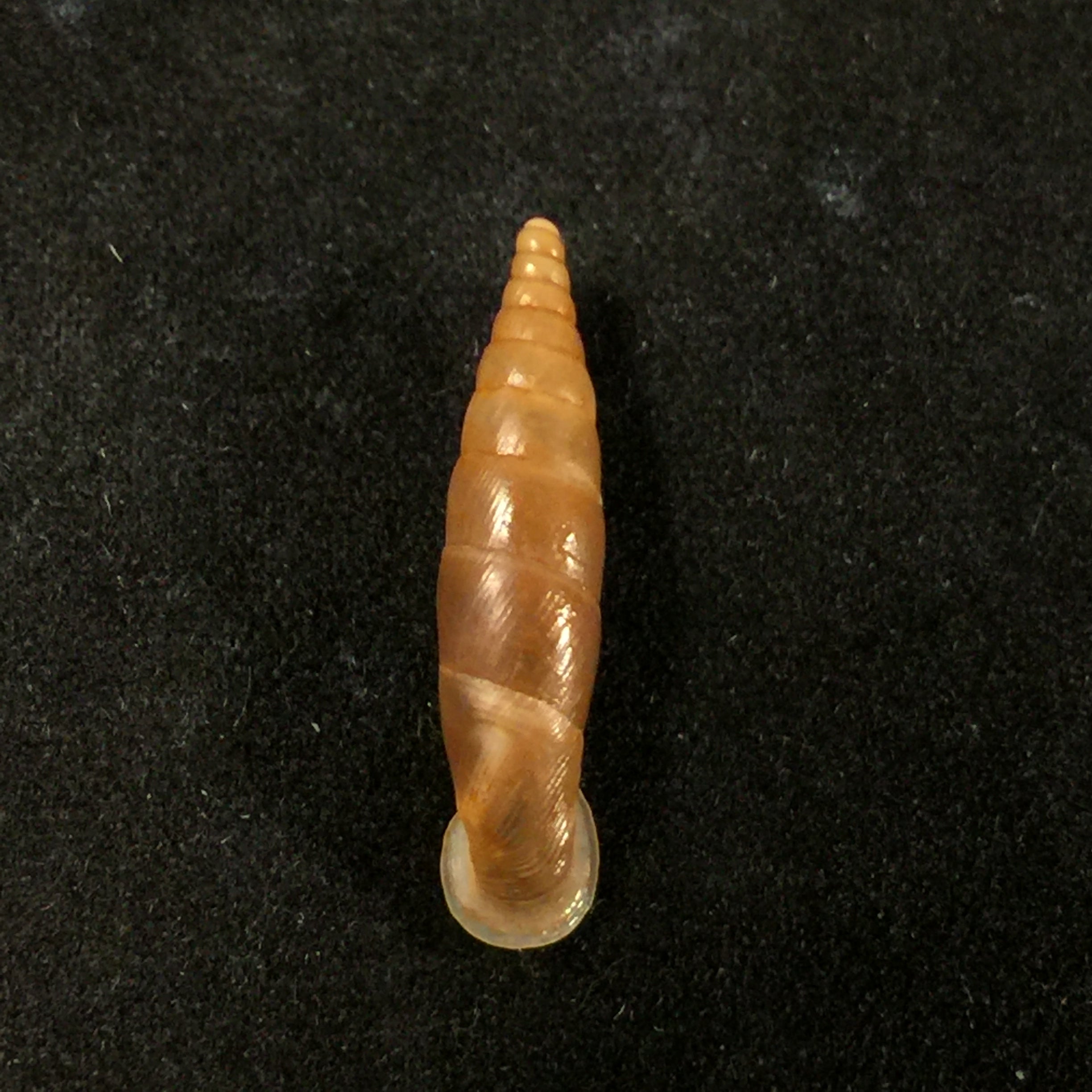温泉伊莎贝拉藻(L. Pfeiffer, 1850)- 21,7毫米