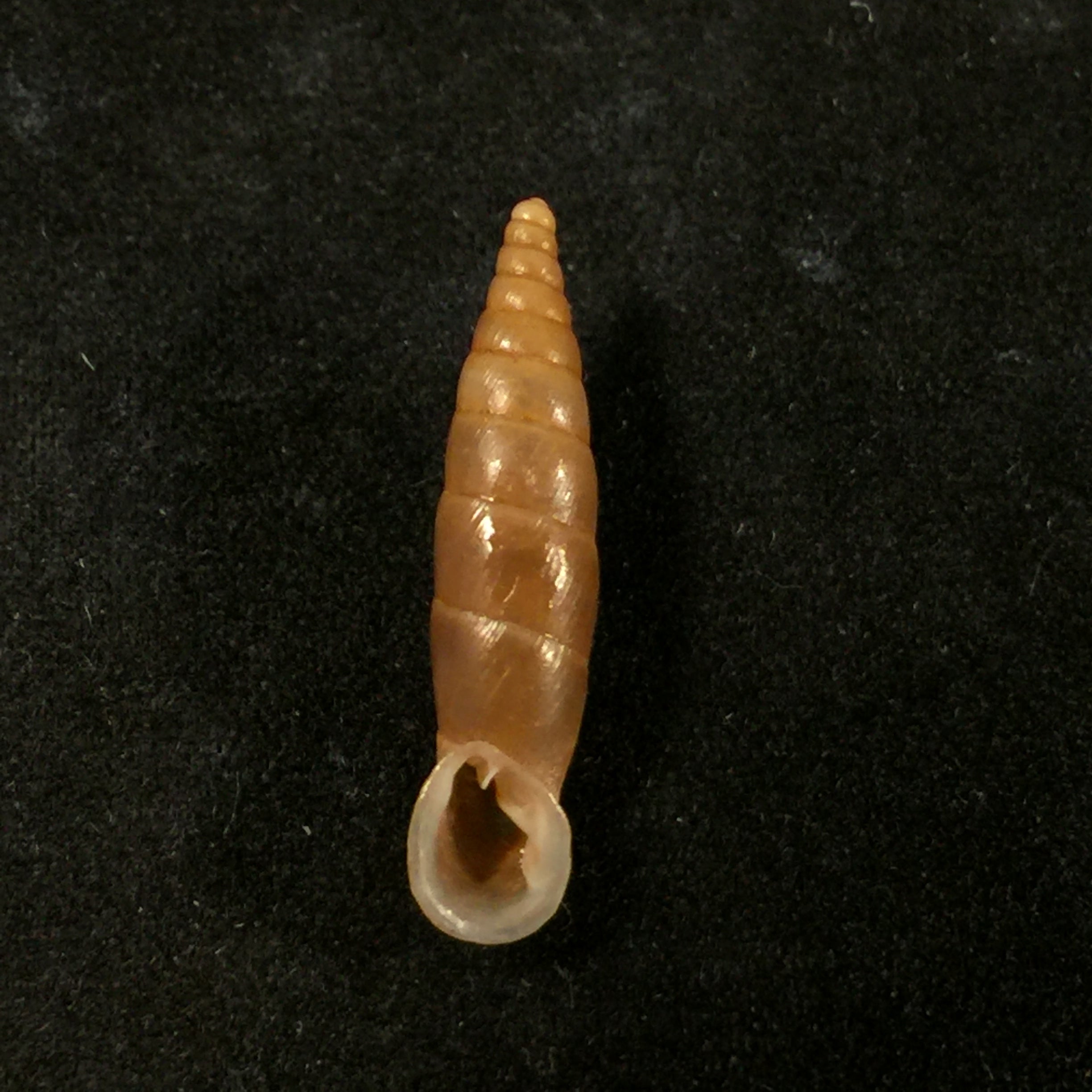 温泉伊莎贝拉藻(L. Pfeiffer, 1850)- 21,7毫米