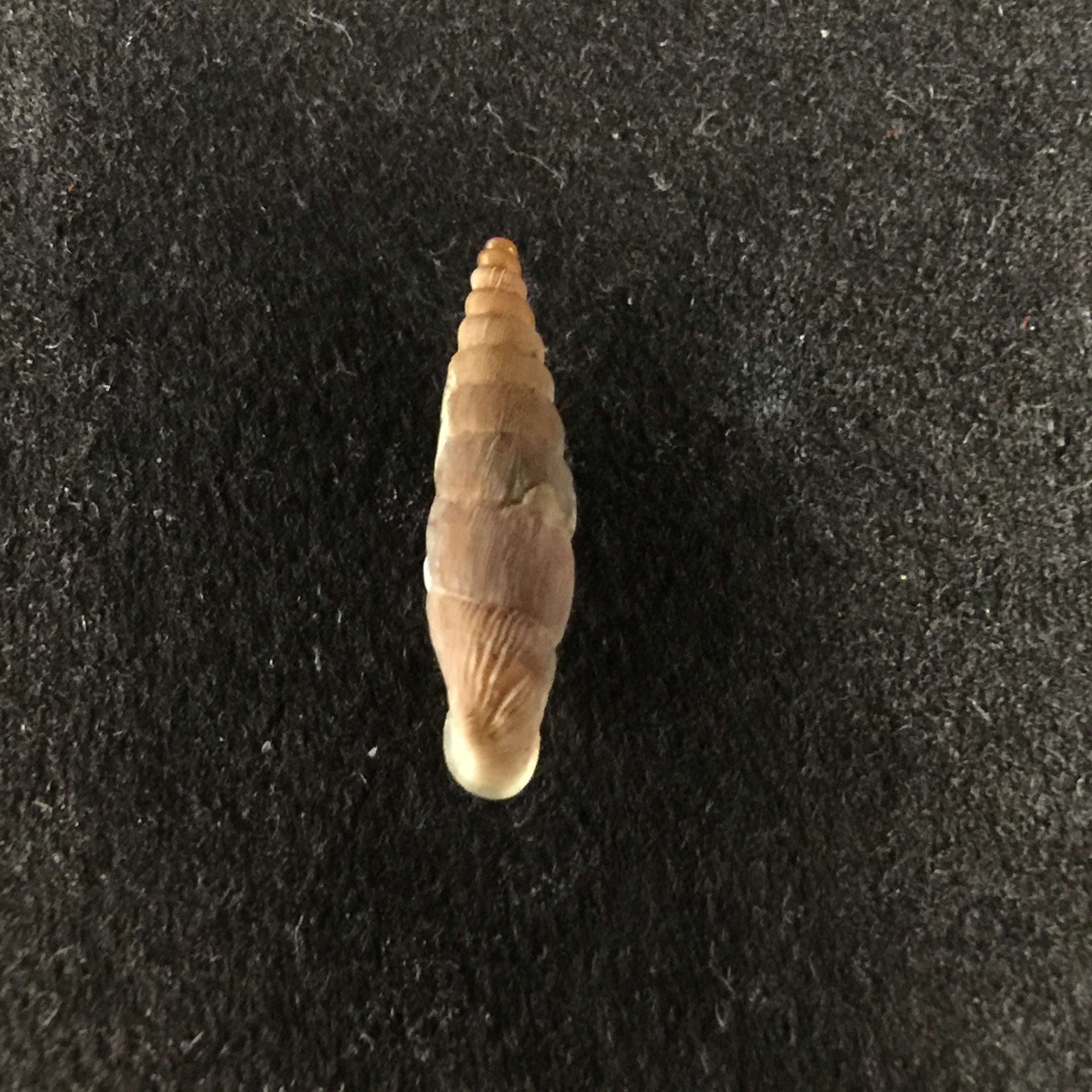 Albinariagrayanagrayana (Pfeiffer, 1846) - 13,6mm