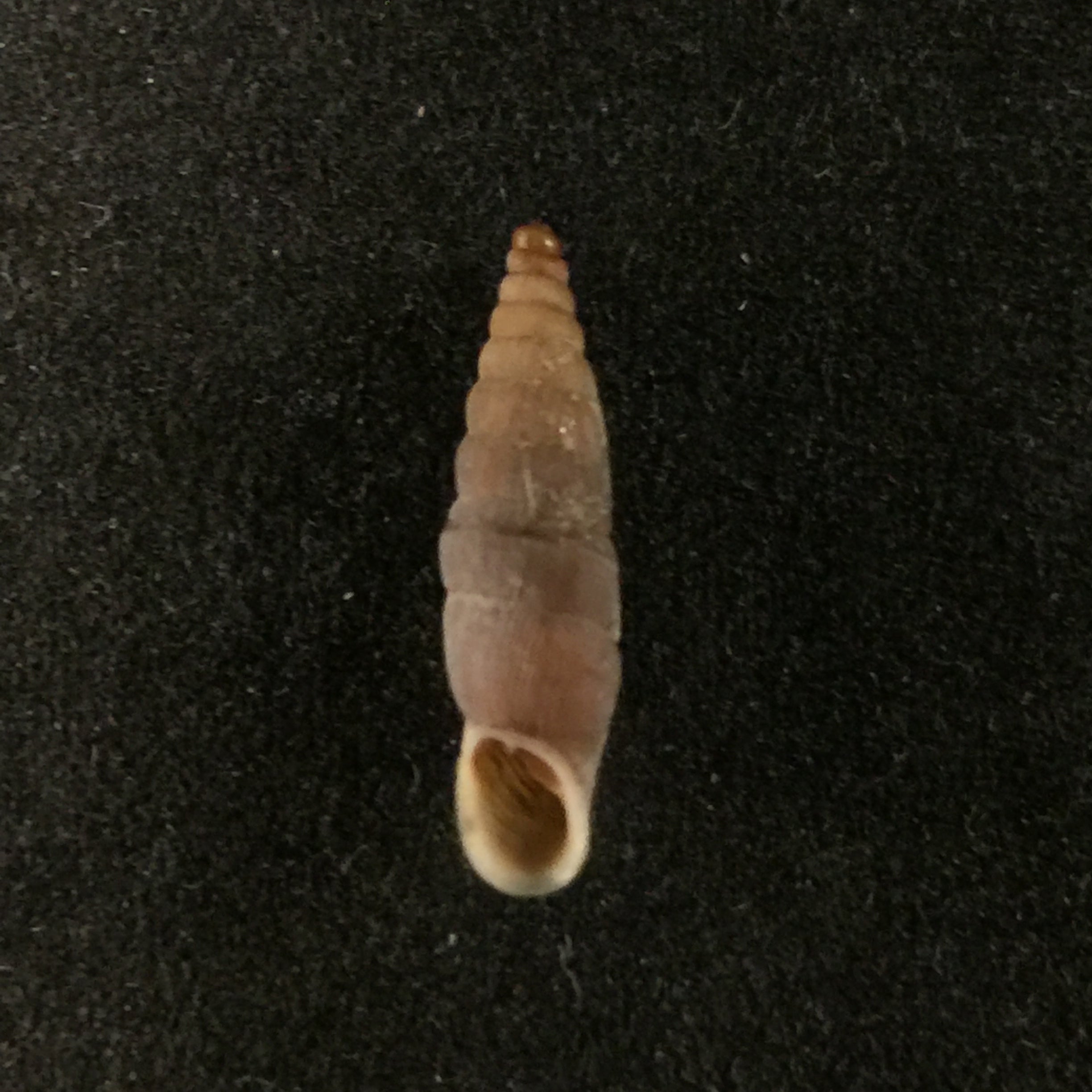 Albinariagrayanagrayana (Pfeiffer, 1846) - 13,6mm