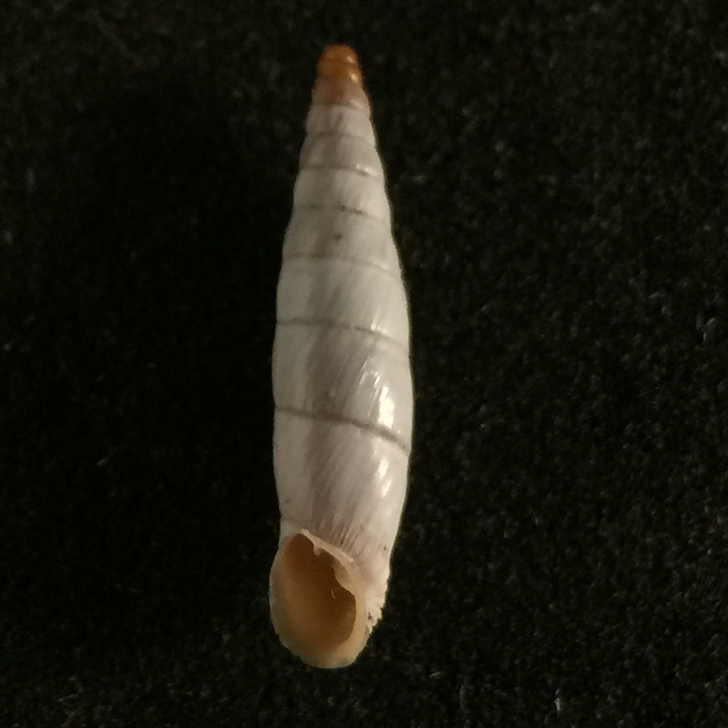 Albinaria niveamessenica (E. von Martens, 1876) - 15,5mm