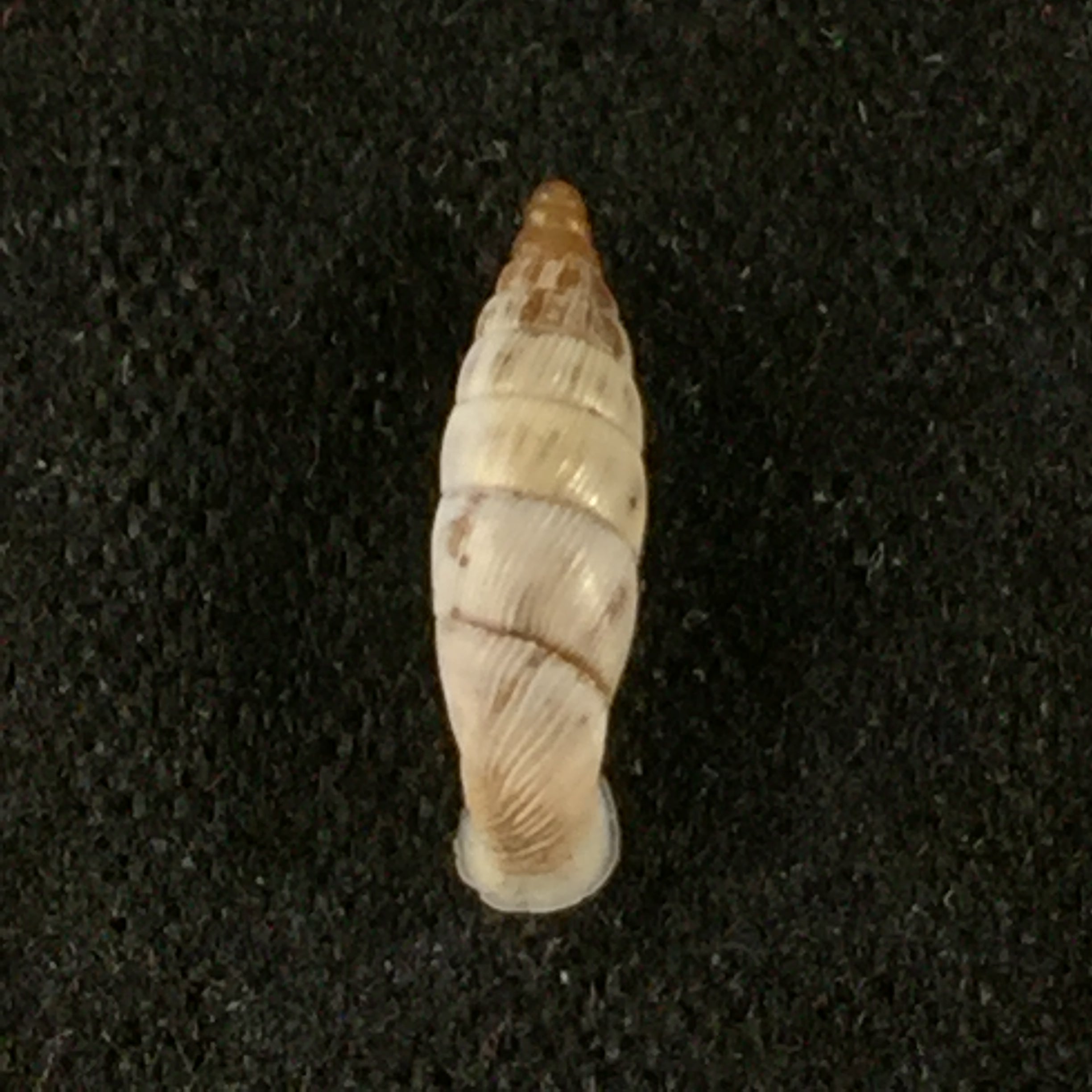 Albinaria schuchii schuchii (Rossmässler, 1836) - 10,6mm