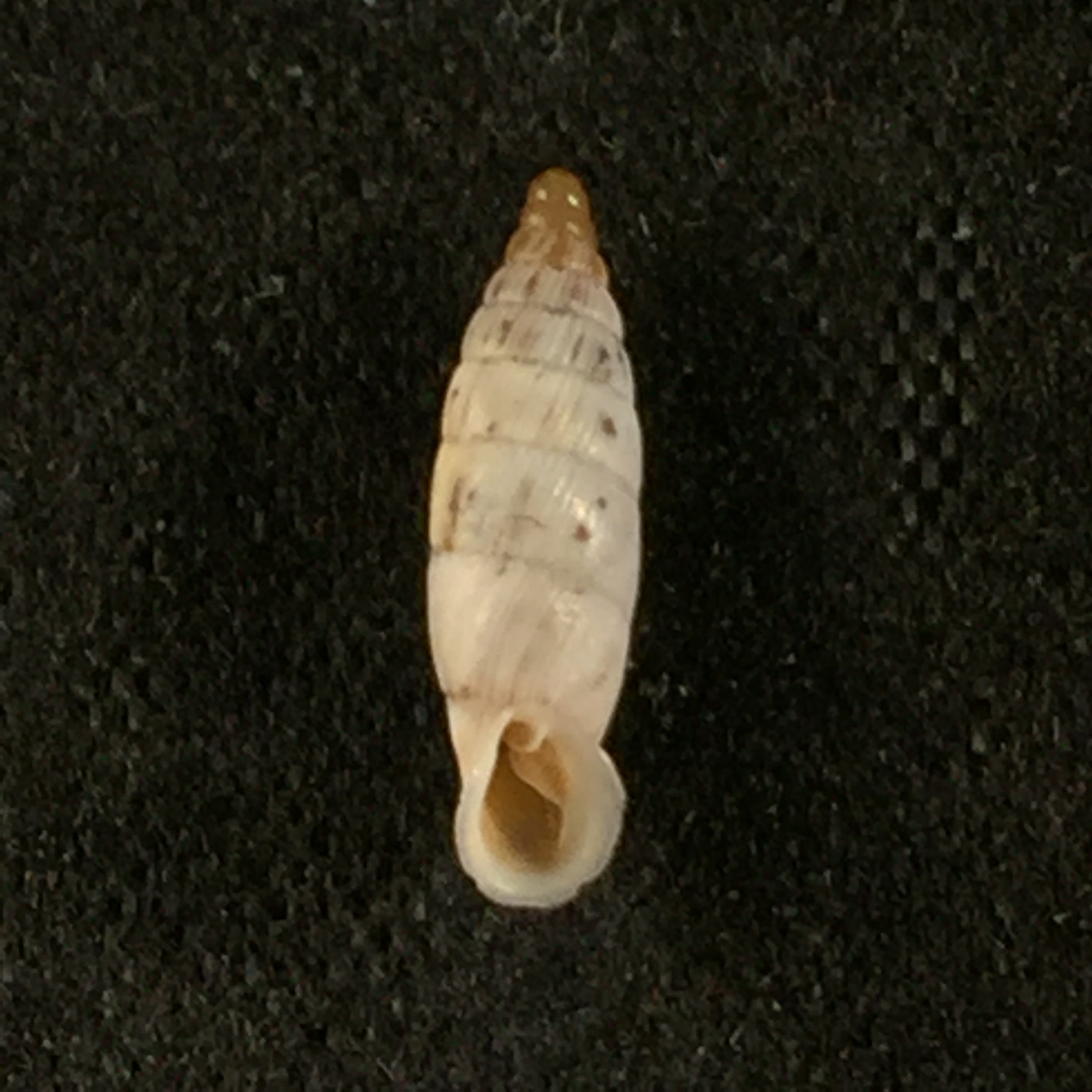 Albinaria schuchii schuchii (Rossmässler, 1836) - 10,6mm