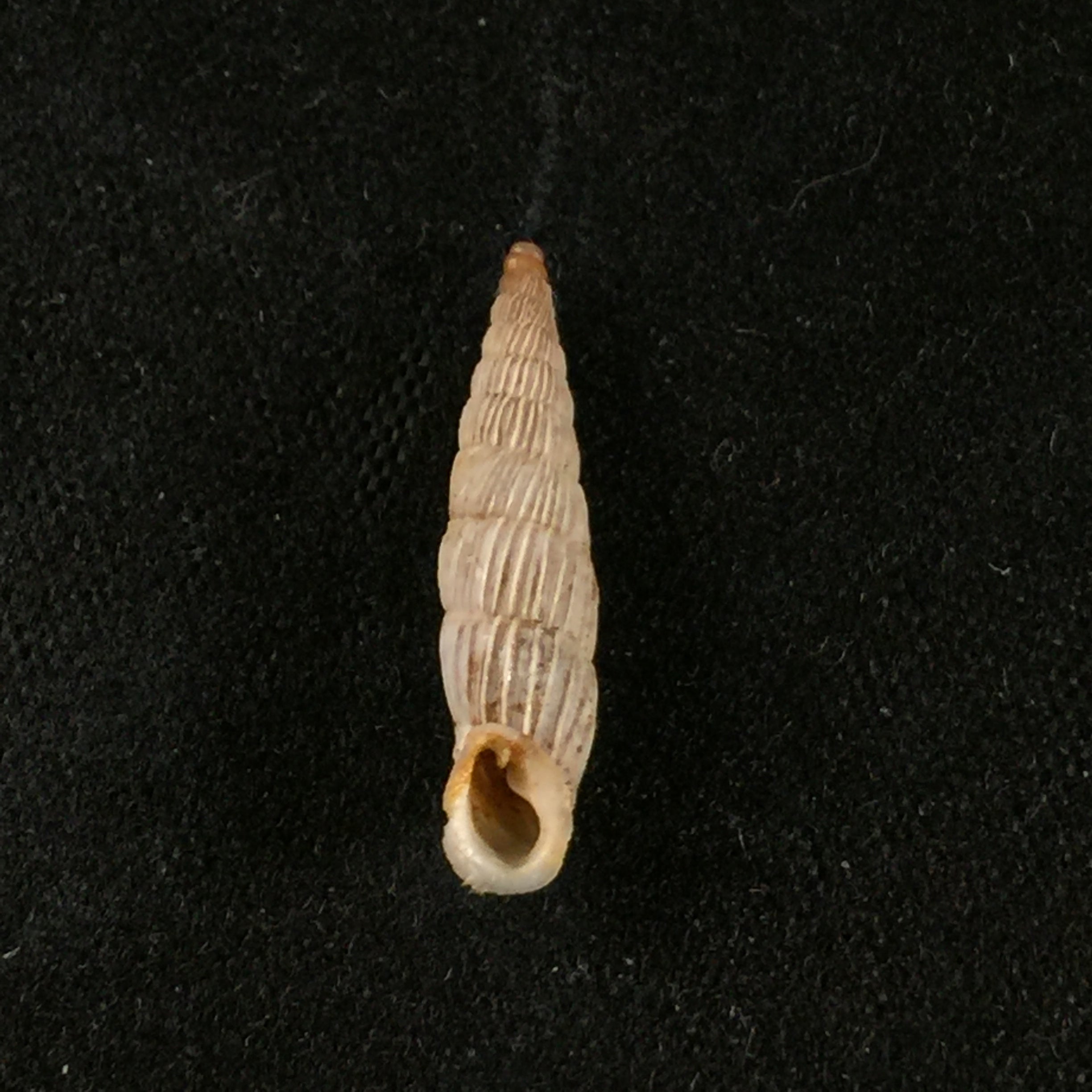 Albinaria lerosiensis (Pfeiffer, 1841) - 17,3毫米