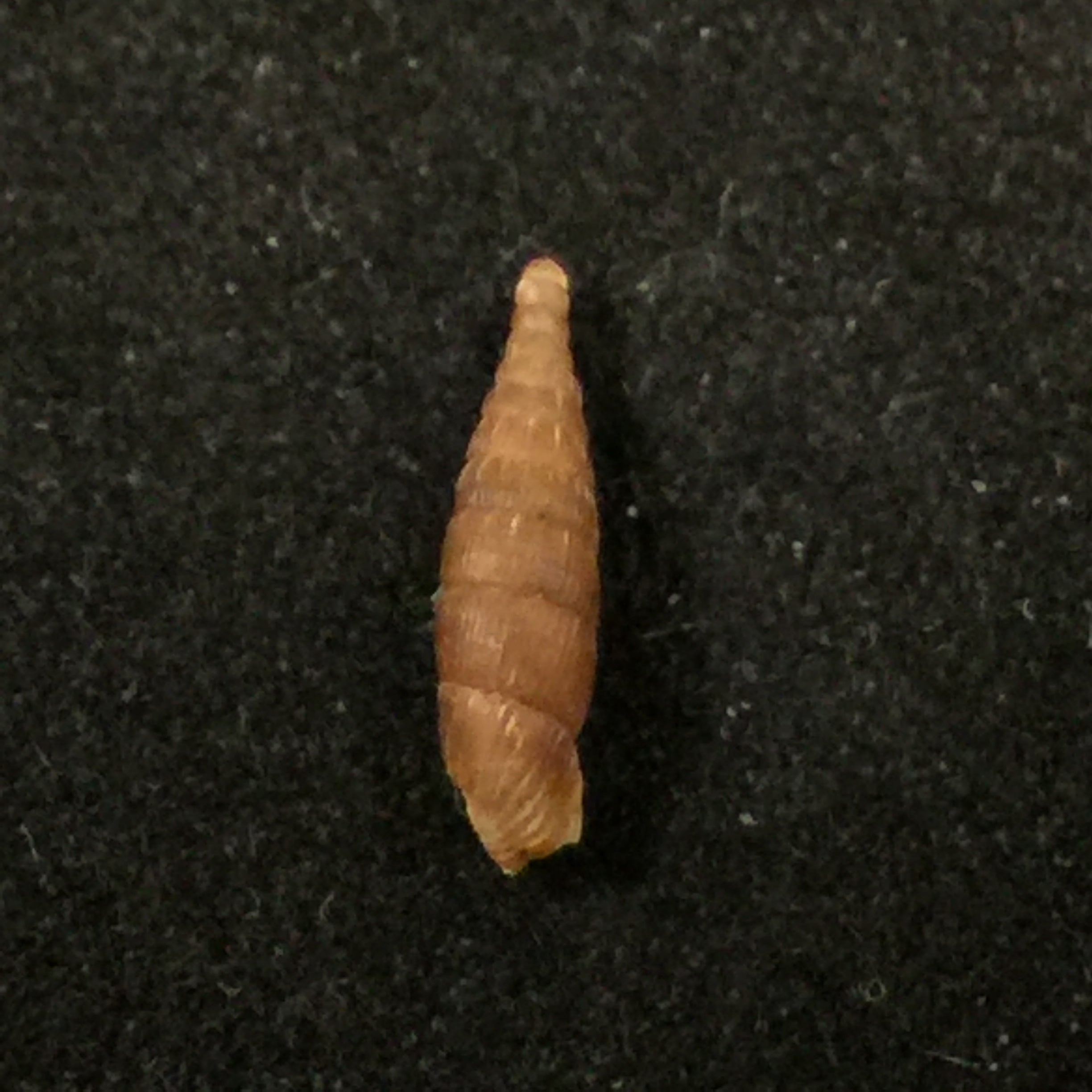 Neostyriaca strobeli (Strobel, 1850) - 9,9mm