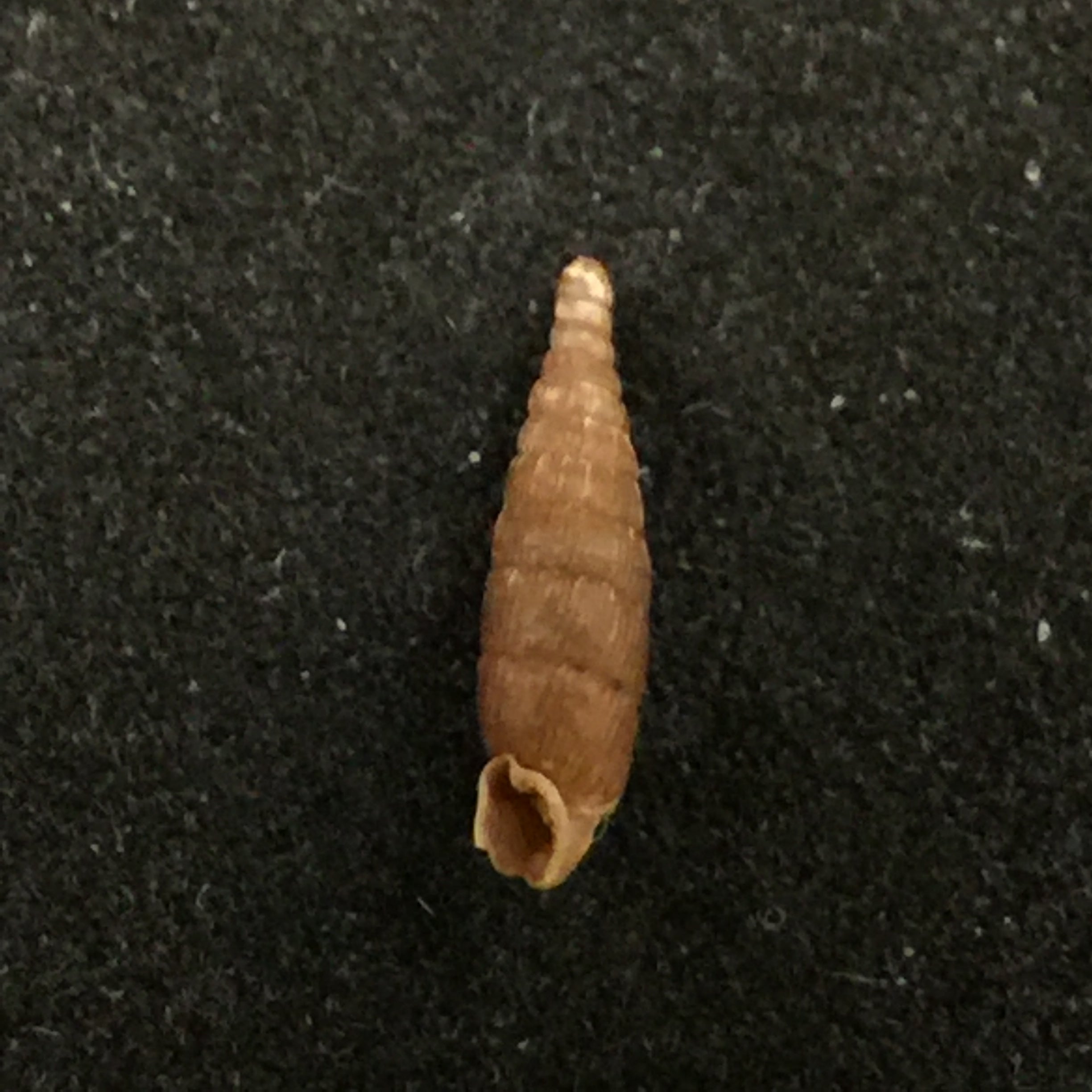 Neostyriaca strobeli (Strobel, 1850) - 9,9mm