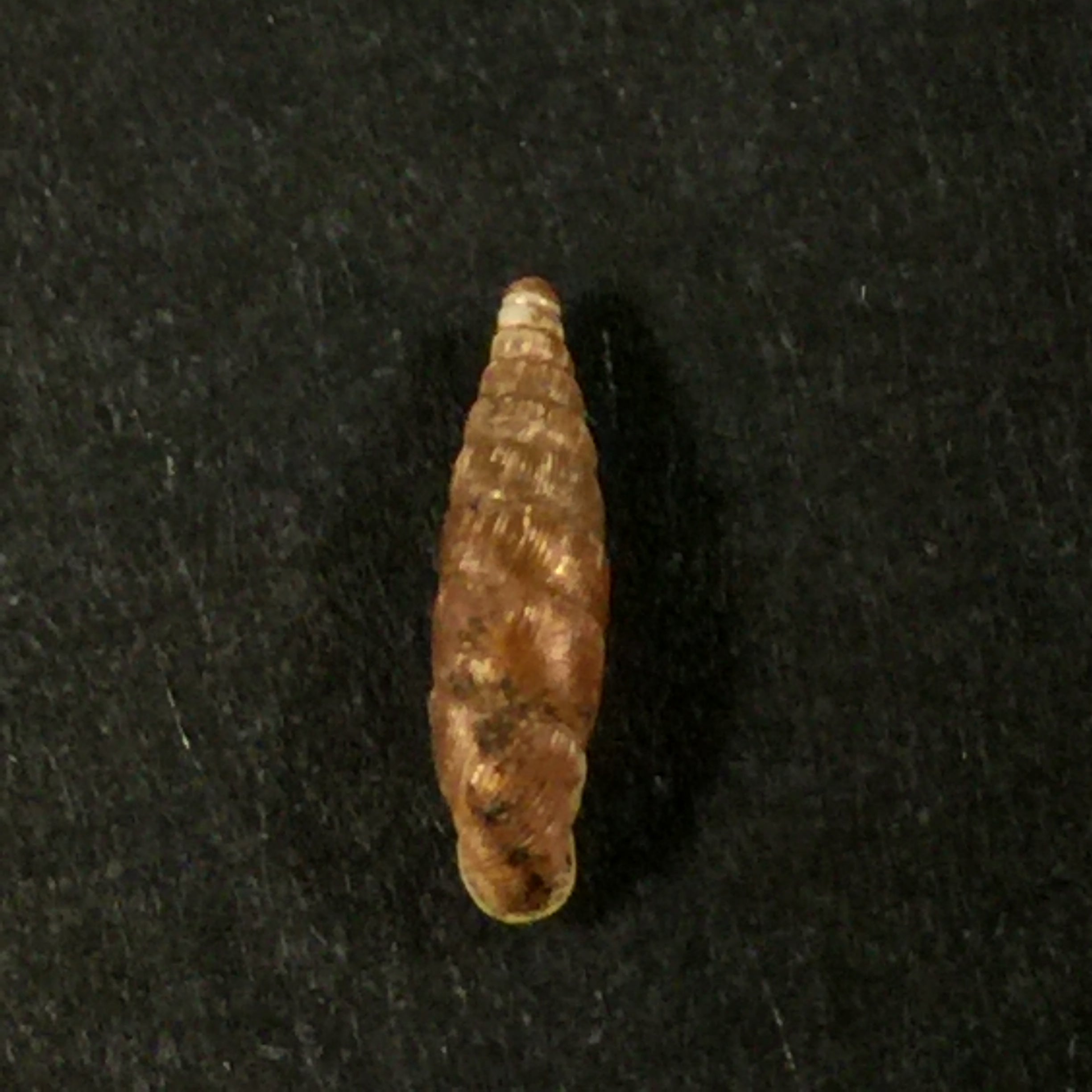 Clausilia bidentata (Ström, 1765) - 8,2mm