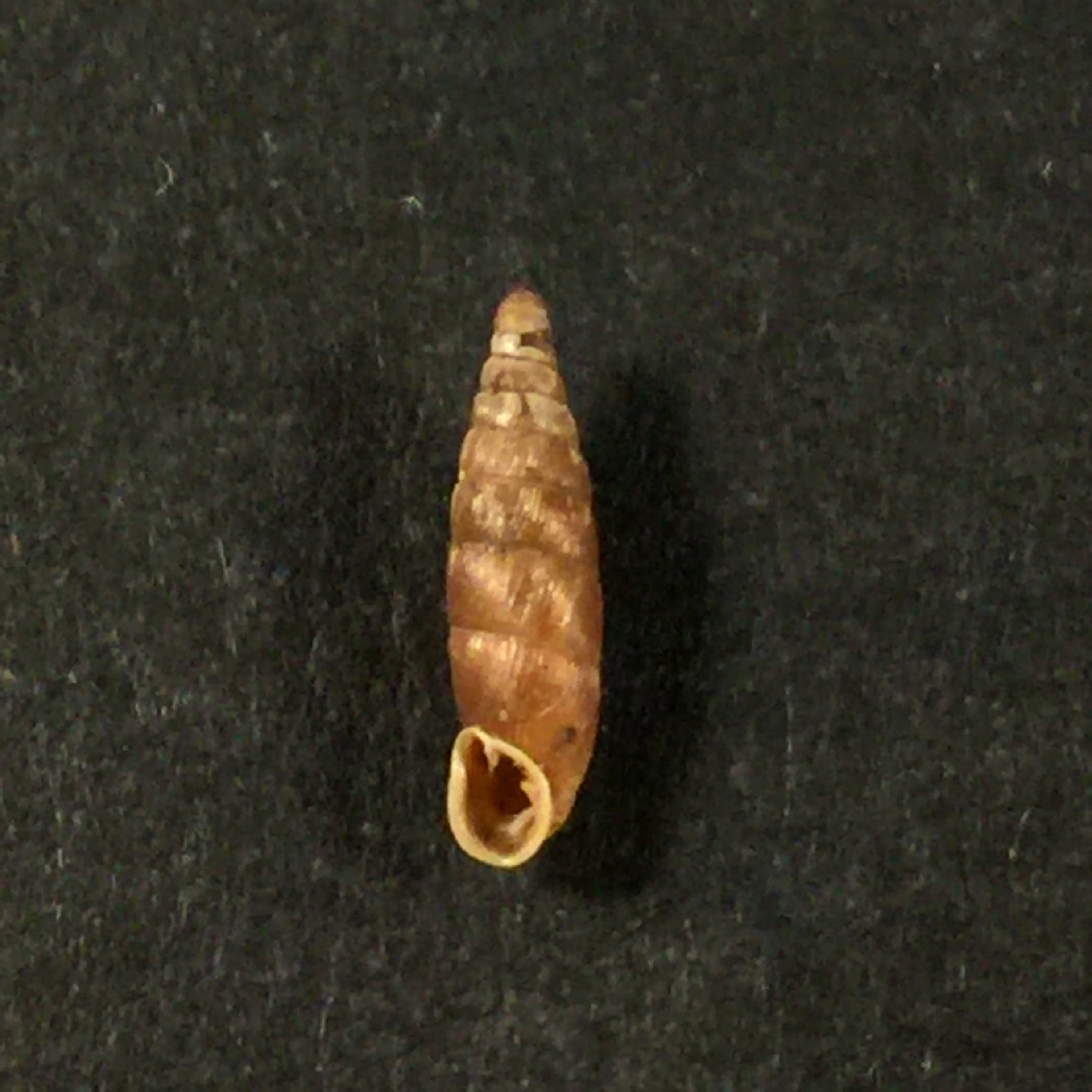 Clausilia bidentata (Ström, 1765) - 8,2mm