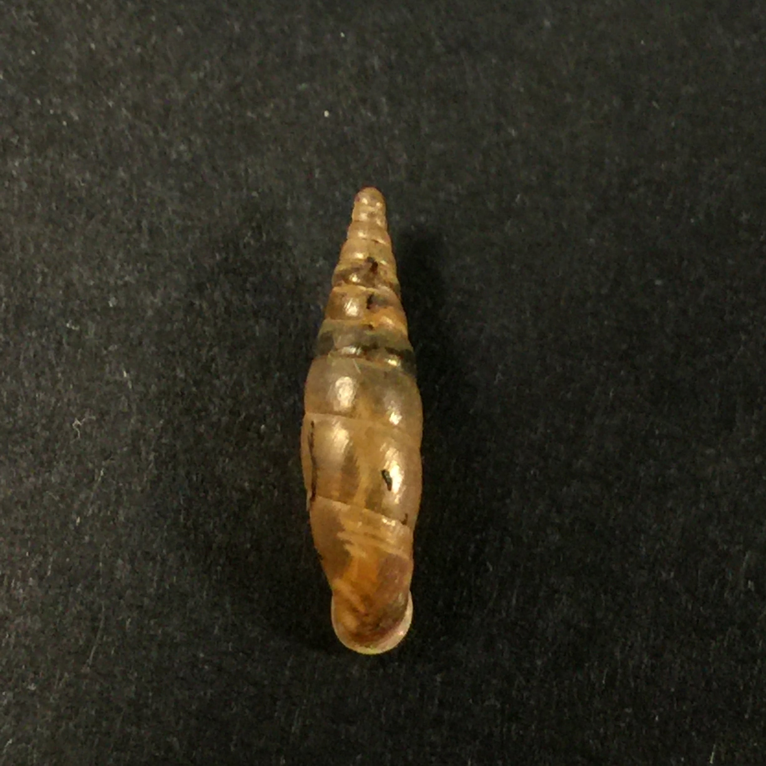 Cochlodina laminata (蒙塔古, 1803) - 15,3mm