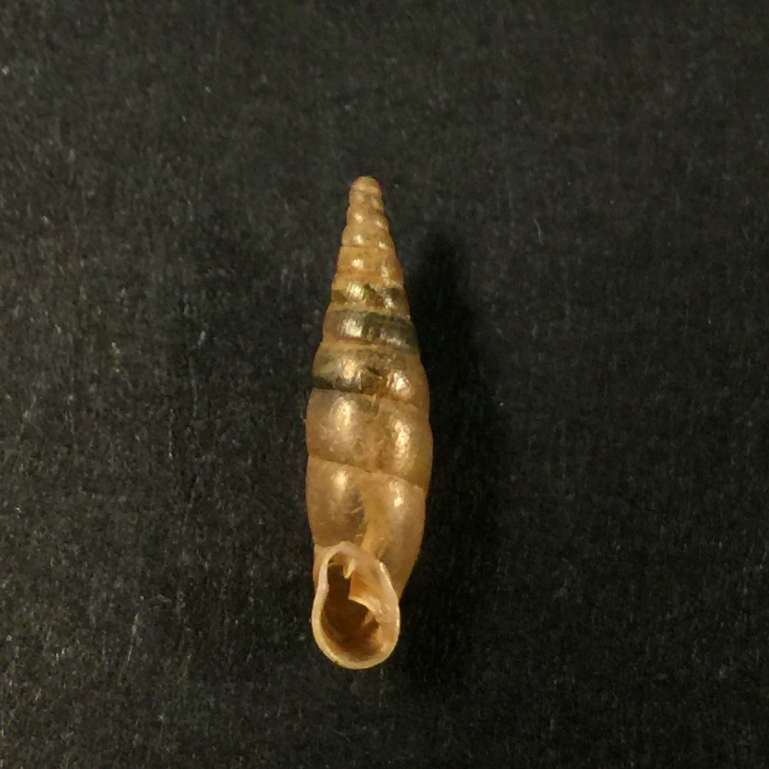 Cochlodina laminata (蒙塔古, 1803) - 15,3mm