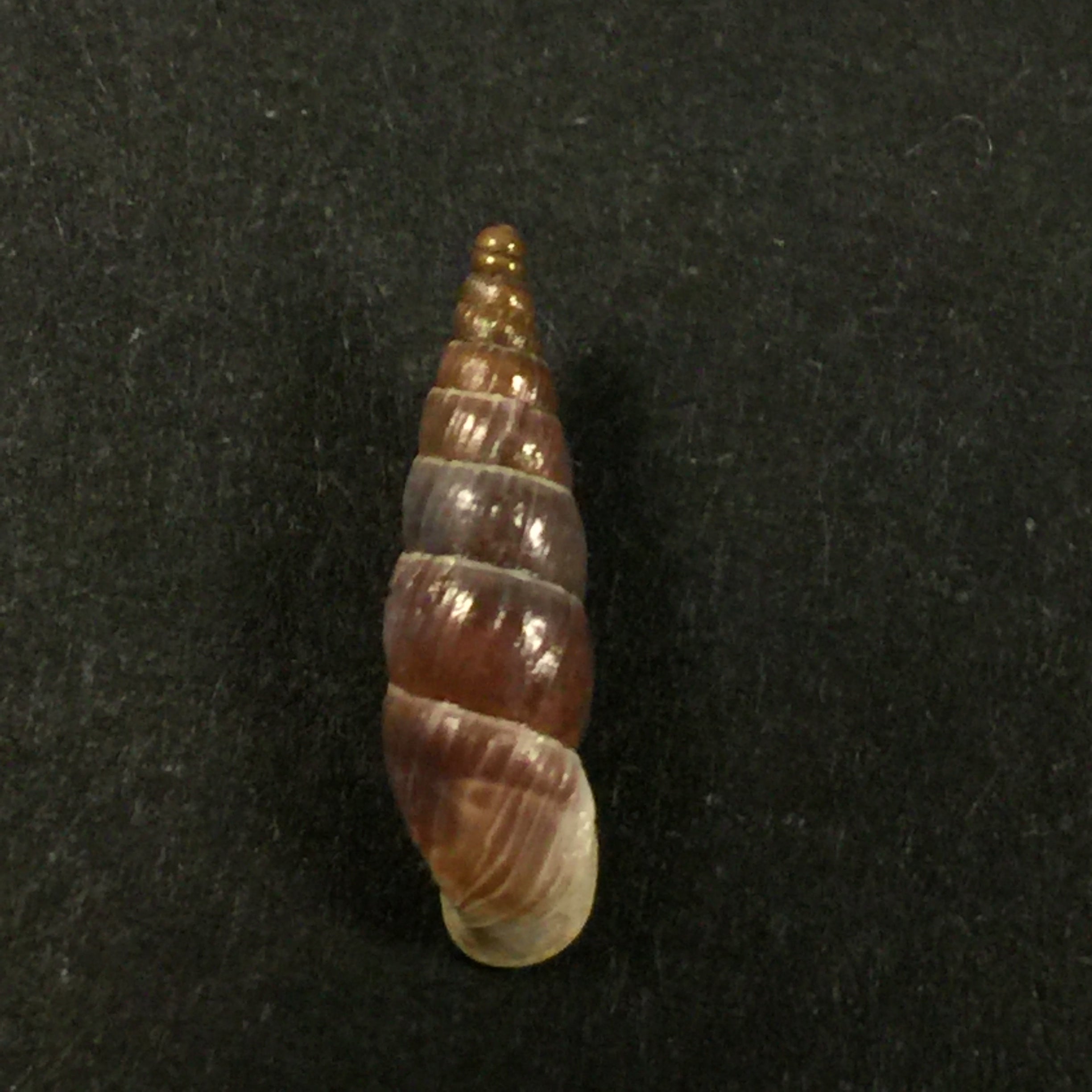 Alopia glorifica (Charpentier, 1852) - 16,8mm