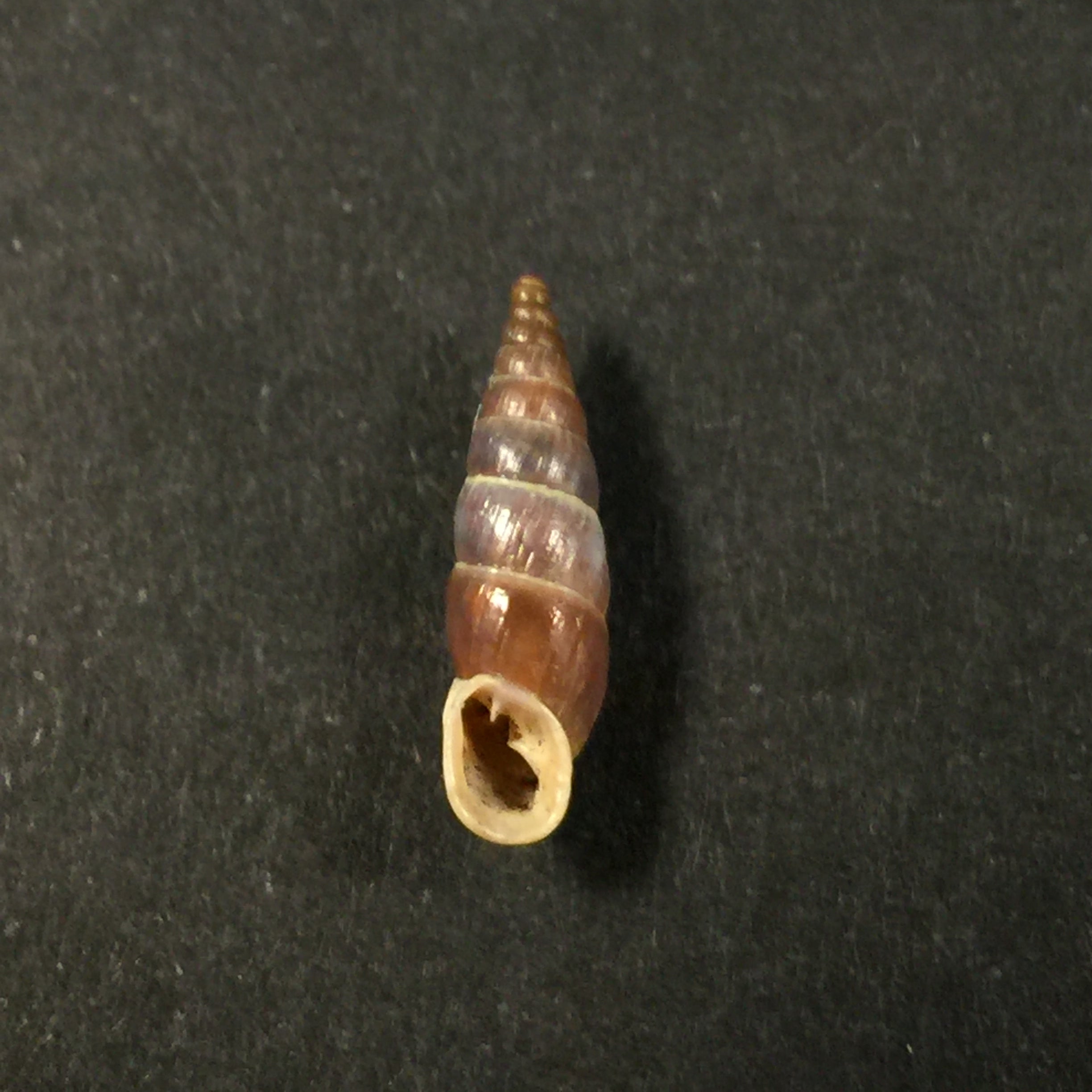 Alopia glorifica (Charpentier, 1852) - 16,8mm