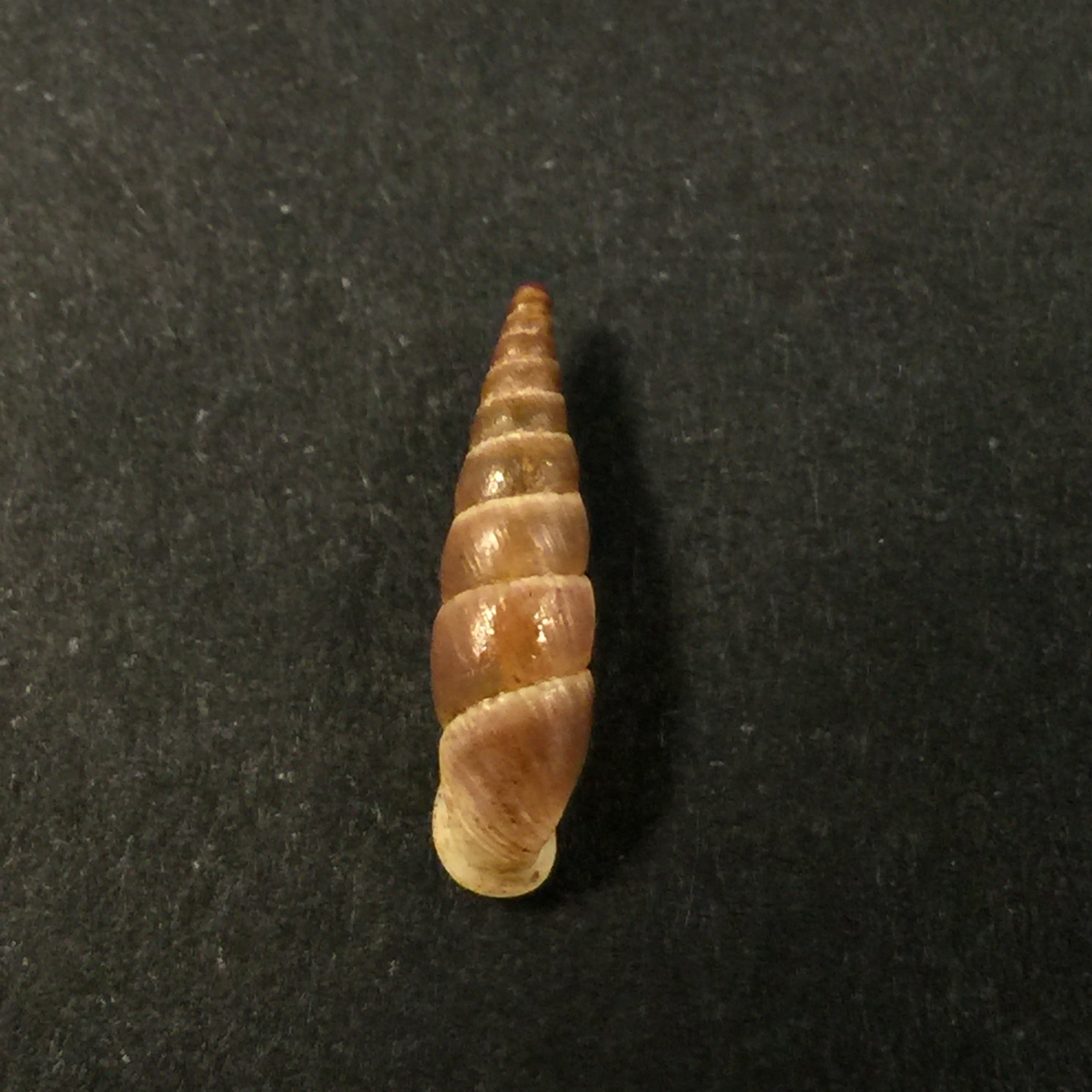 Alopia livida (Menke, 1828) - 16,4mm