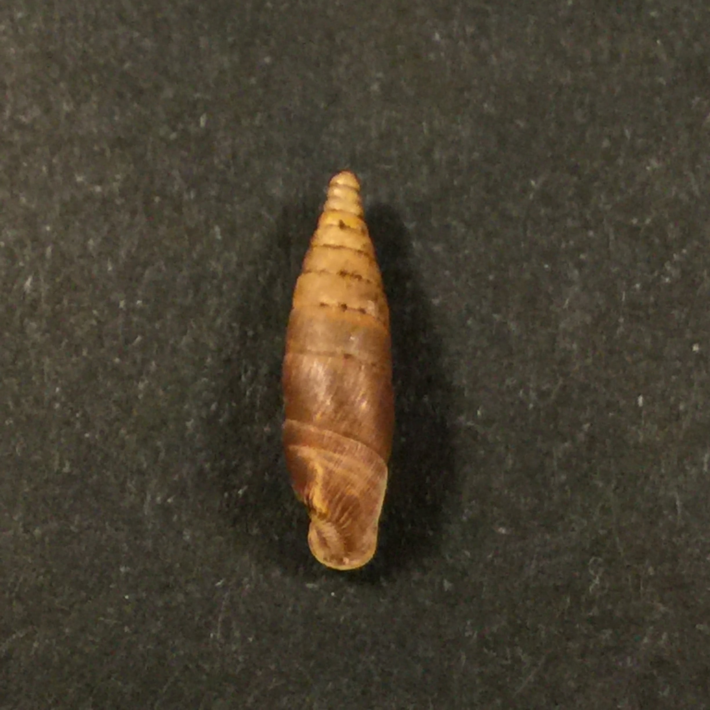 Elia multiserrata (O Boetter, 1896) - 16,5mm