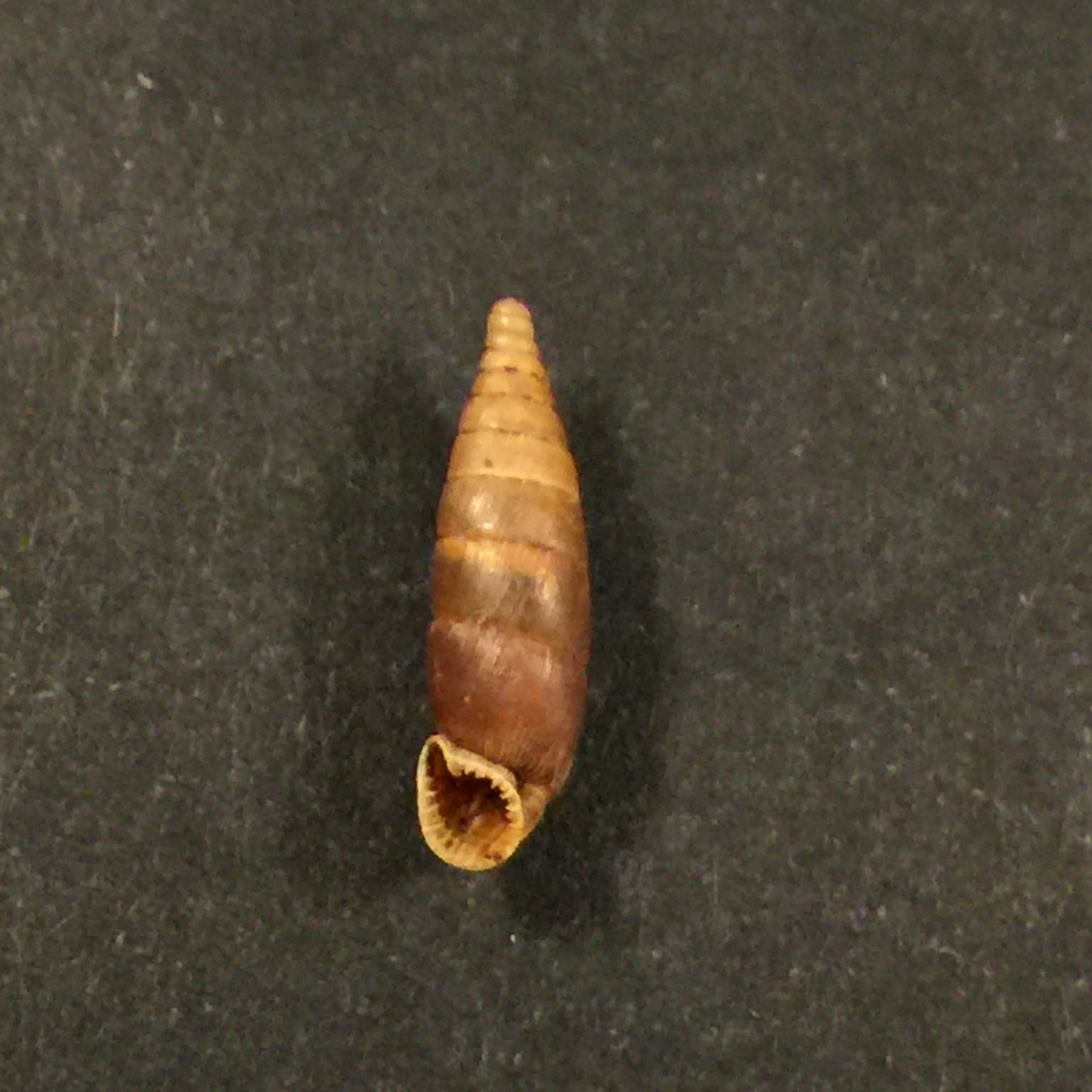 Elia multiserrata (O Boetter, 1896) - 16,5mm