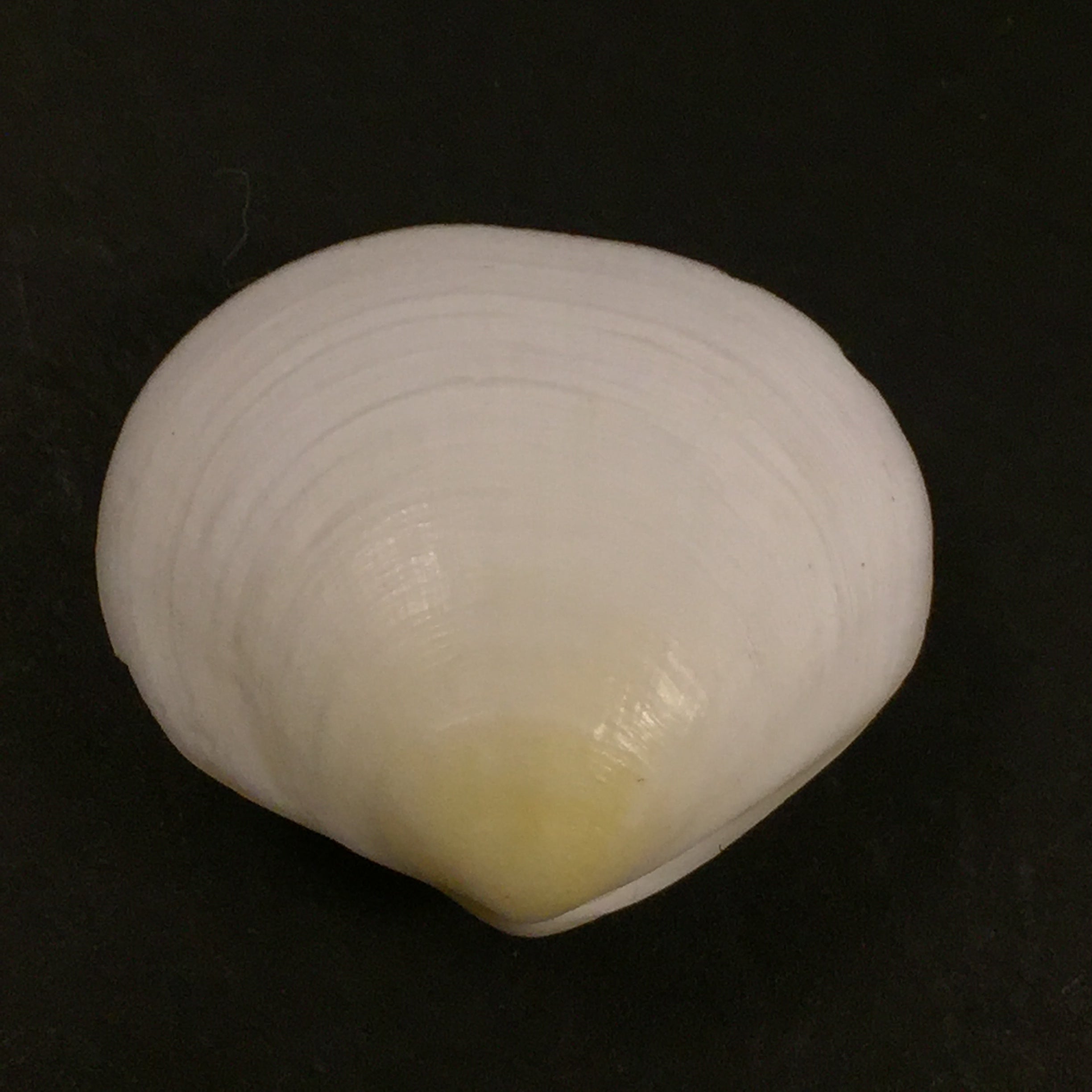 Semele Proficua (普尔特尼, 1799) - 32,3mm