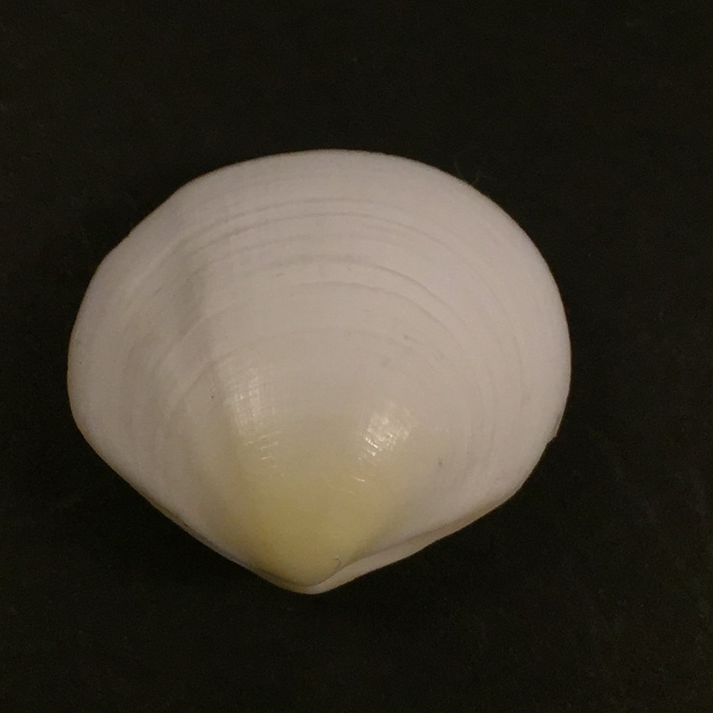 Semele Proficua (普尔特尼, 1799) - 32,3mm