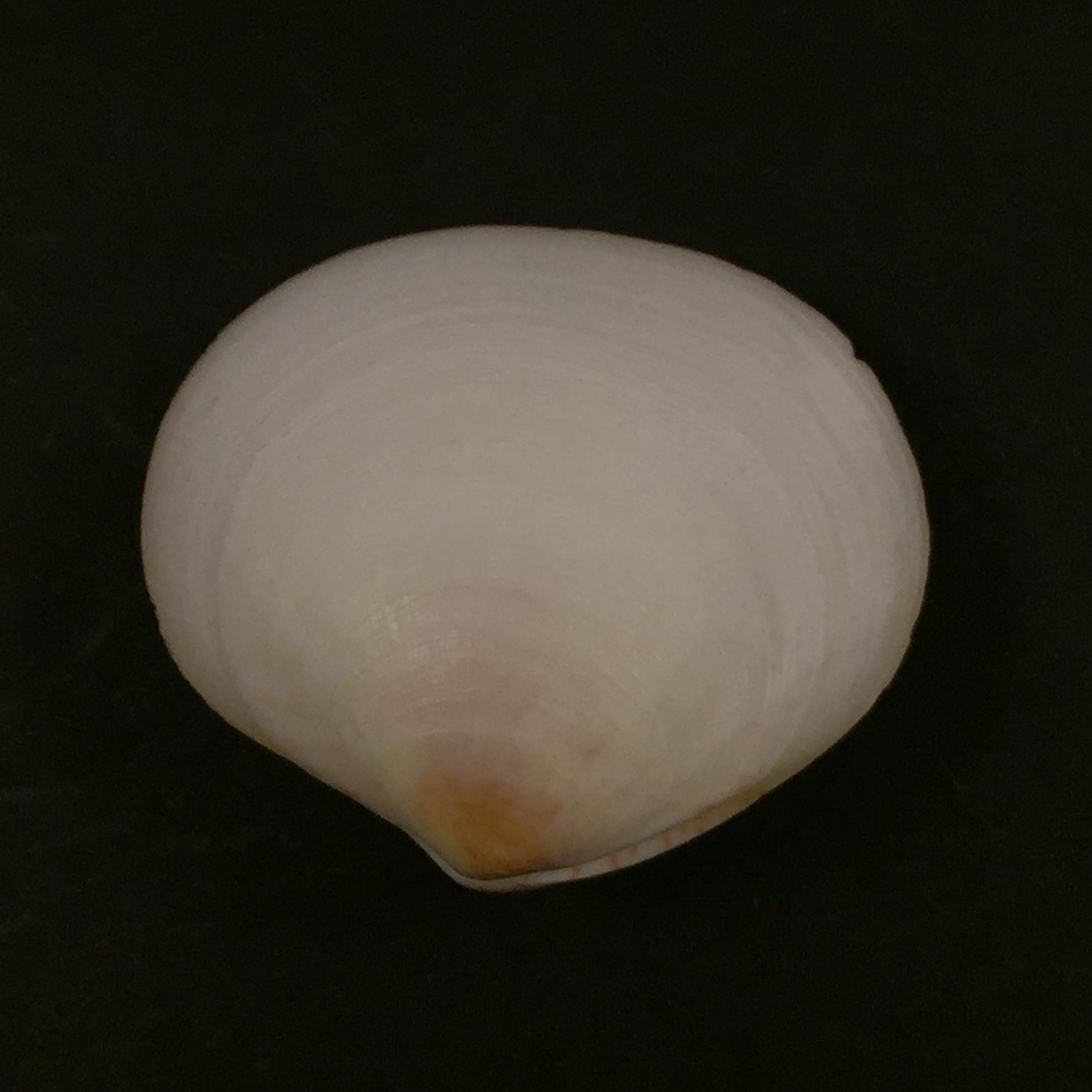 Semele Proficua (普尔特尼, 1799) - 36,8mm