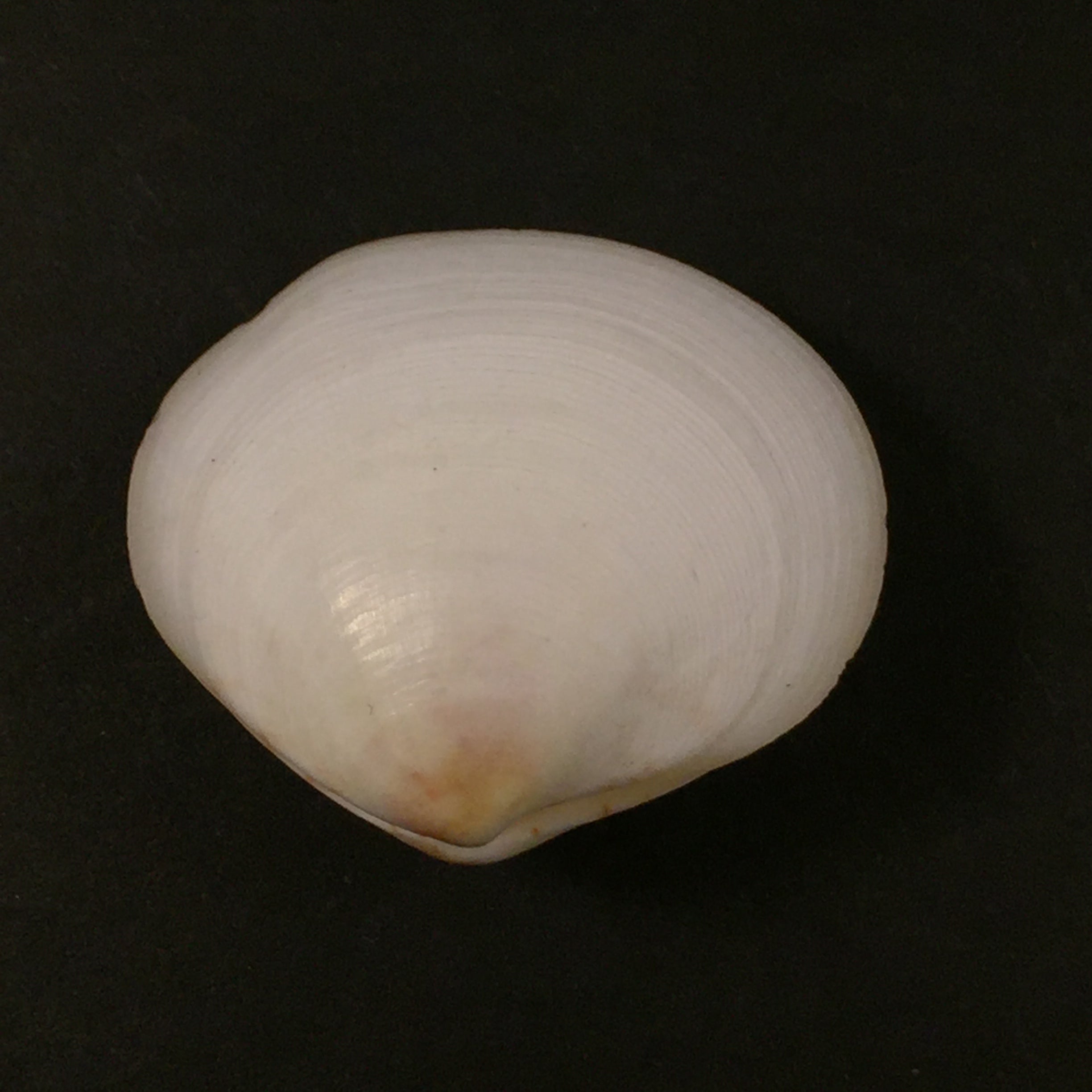 Semele Proficua (普尔特尼, 1799) - 36,8mm