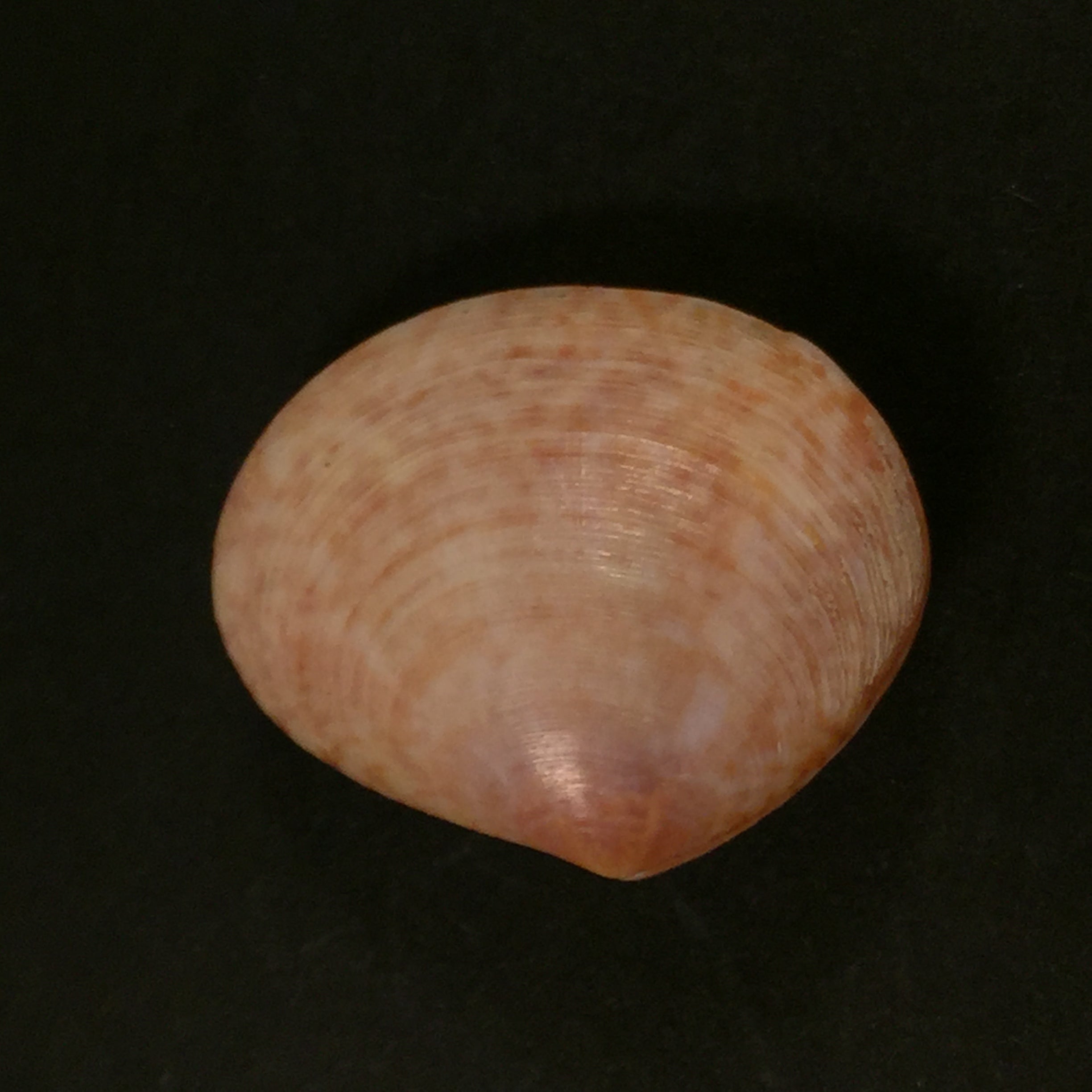 Semele purpurascens (Gmelin, 1791) - 31,9mm