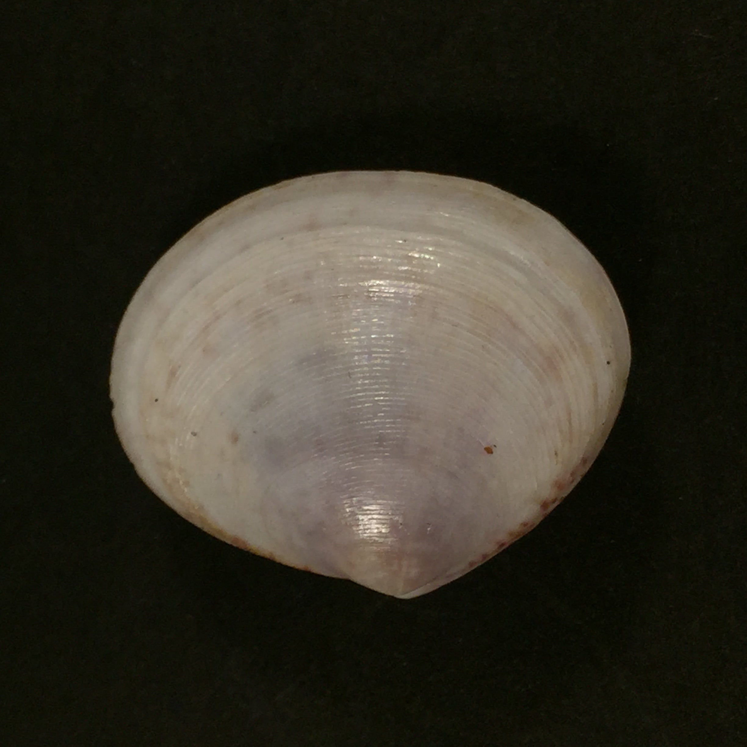 Semele purpurascens (Gmelin, 1791) - 31,1mm