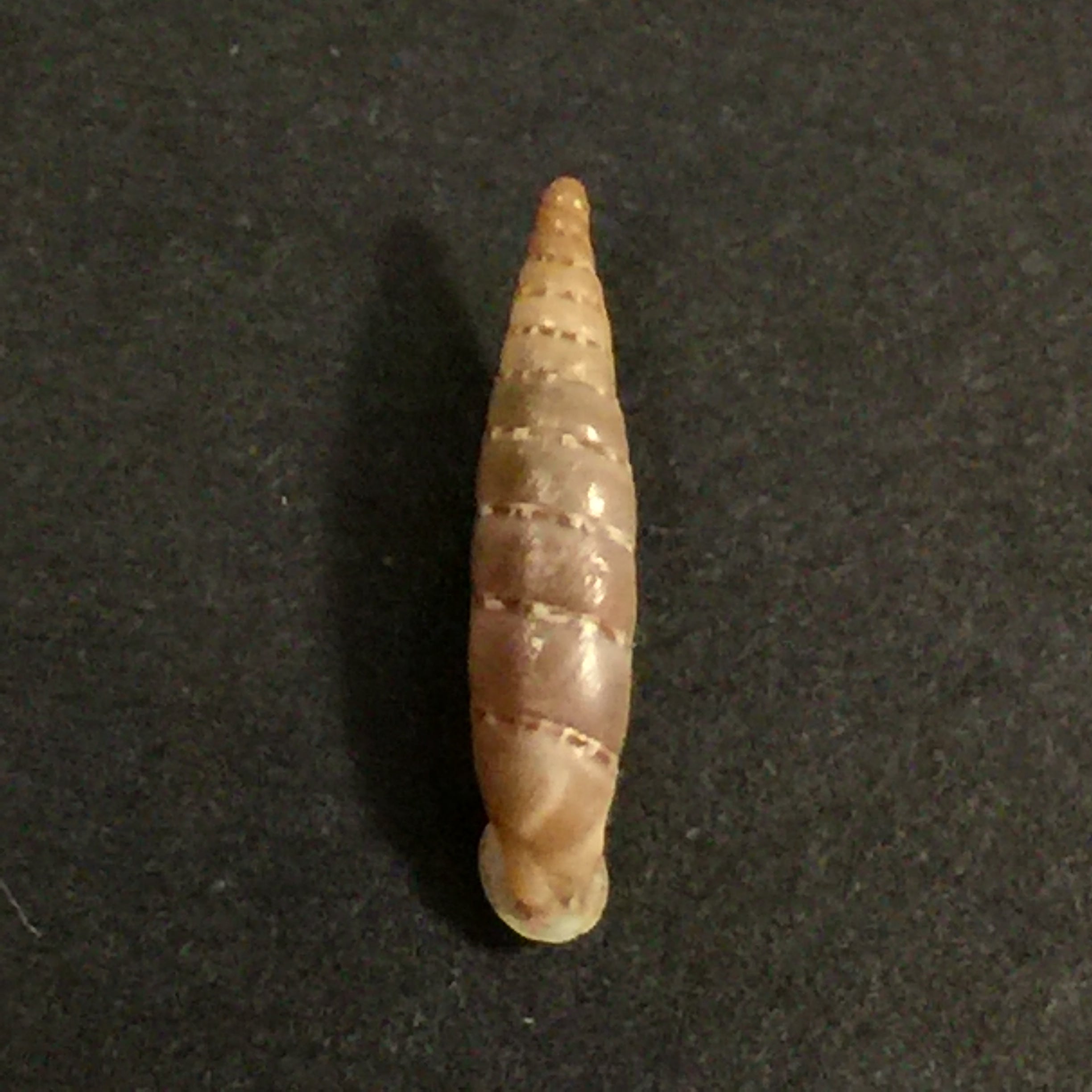 Papilllifera bidens circinata (Paulucci, 1878) - 16,7mm
