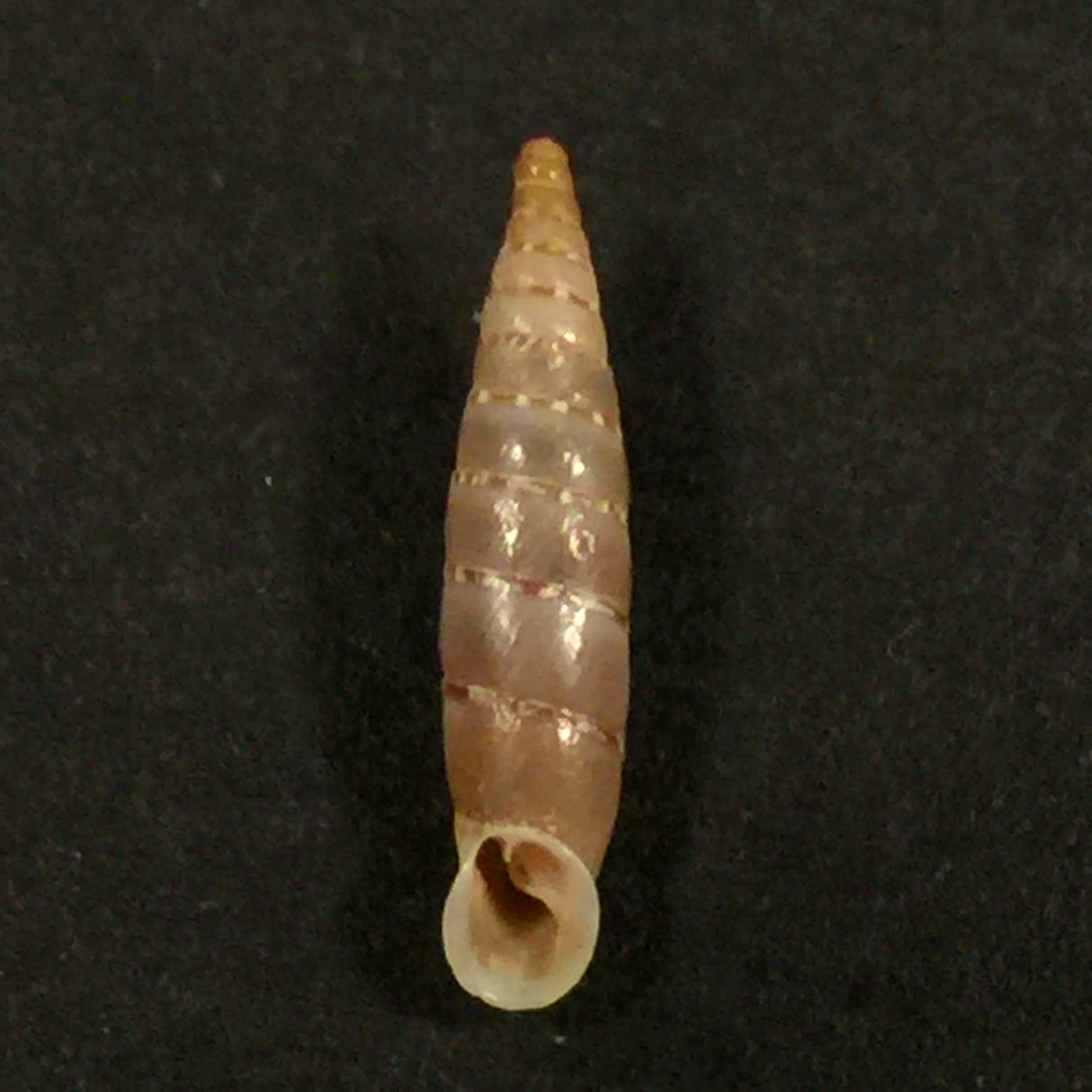 Papilllifera bidens circinata (Paulucci, 1878) - 16,7mm