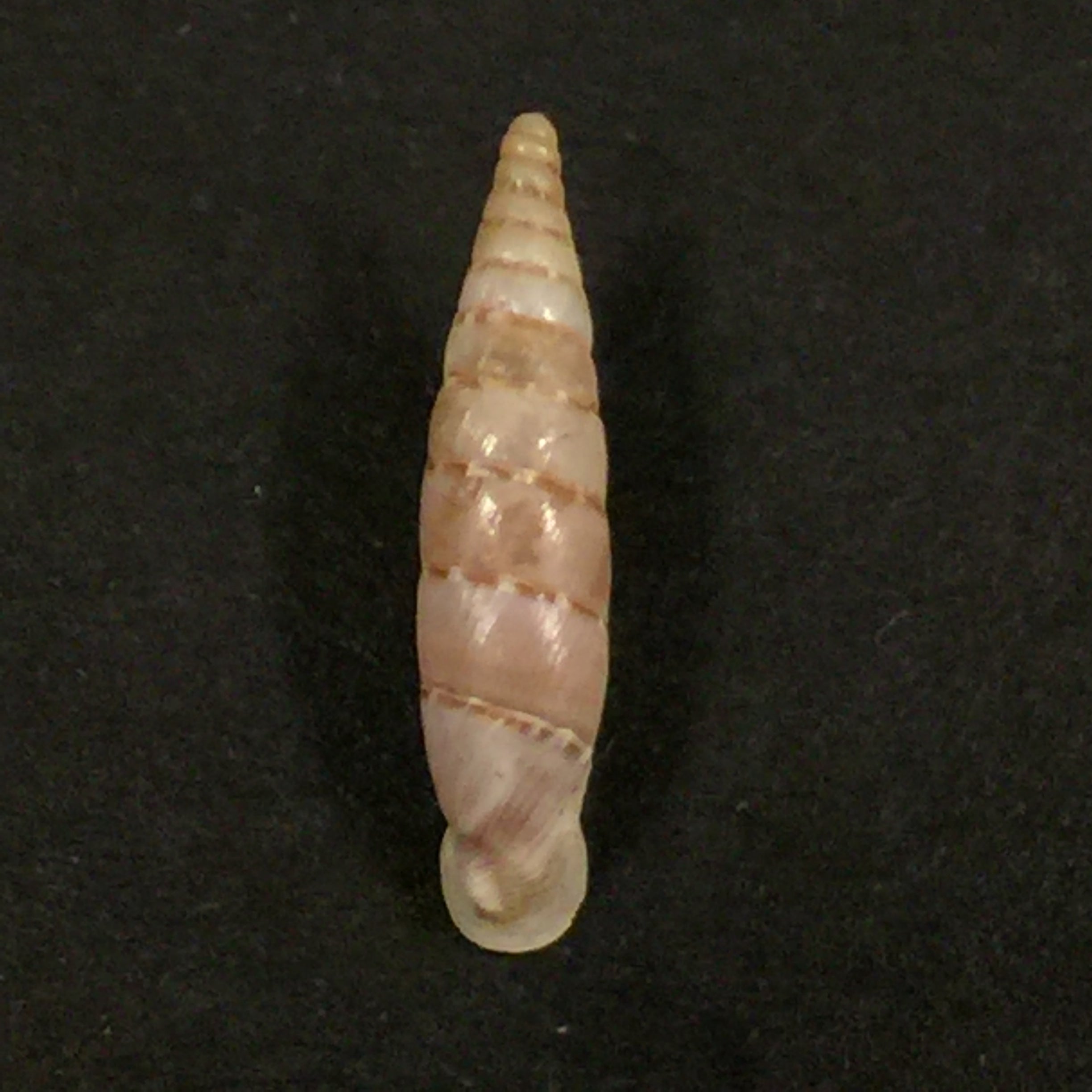 Papilllifera bidens circinata (Paulucci, 1878) - 16,3mm