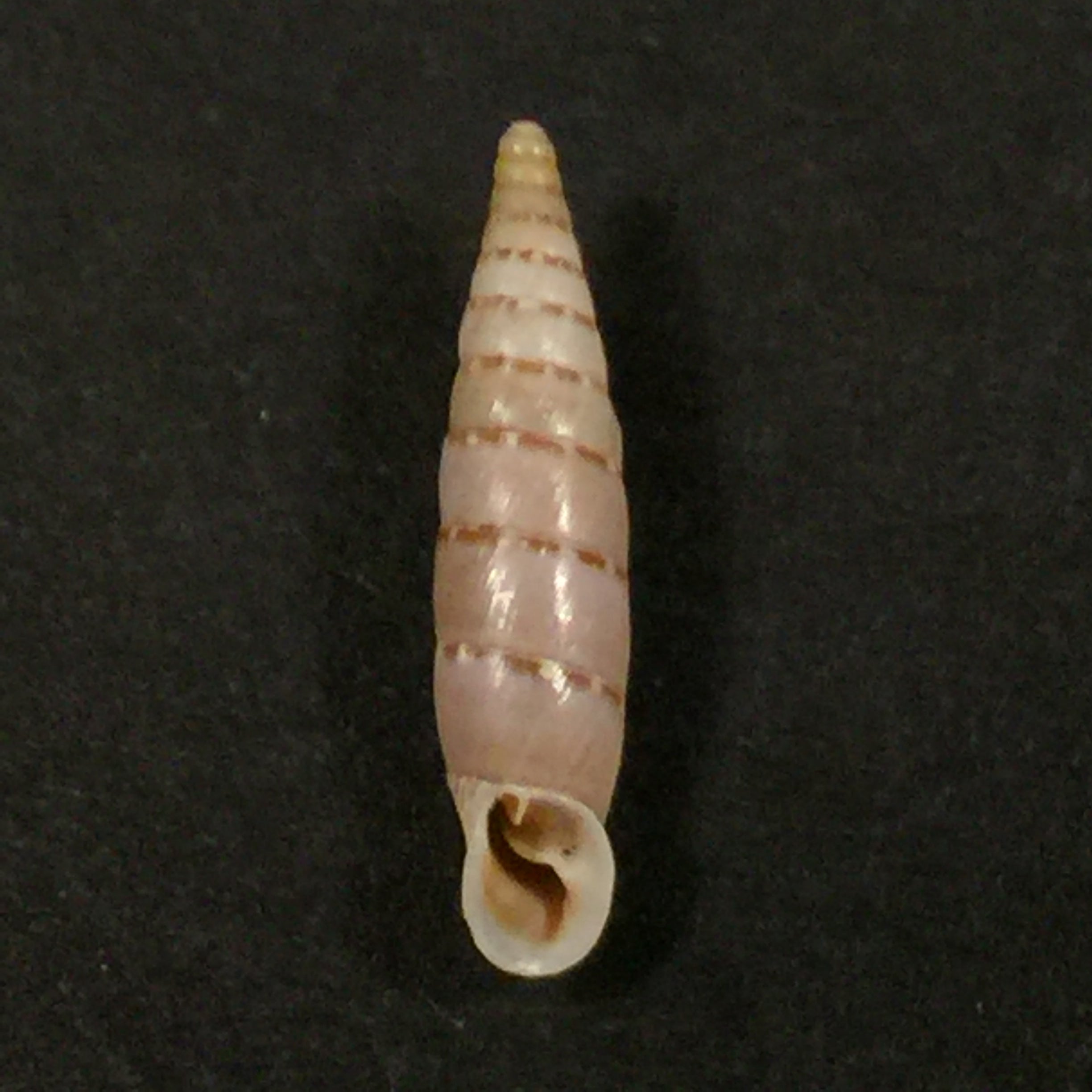 Papilllifera bidens circinata (Paulucci, 1878) - 16,3mm