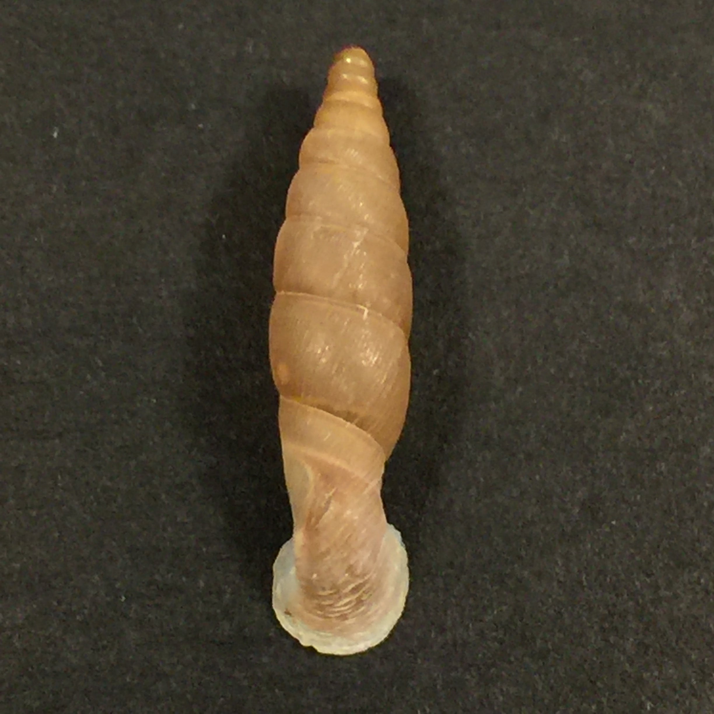 Grandinenia gastrum pallida H. Nordsieck, 2007 - 27,3mm
